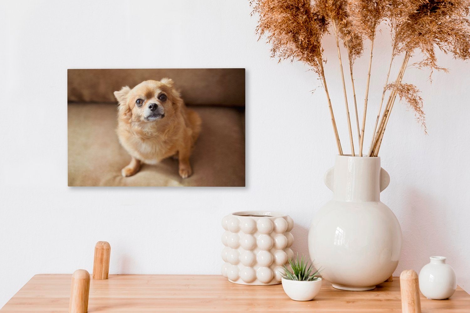 OneMillionCanvasses® Leinwandbild Ein süßer Chihuahua Aufhängefertig, cm dem auf sitzt (1 St), Sofa, Wanddeko, 30x20 Wandbild Leinwandbilder