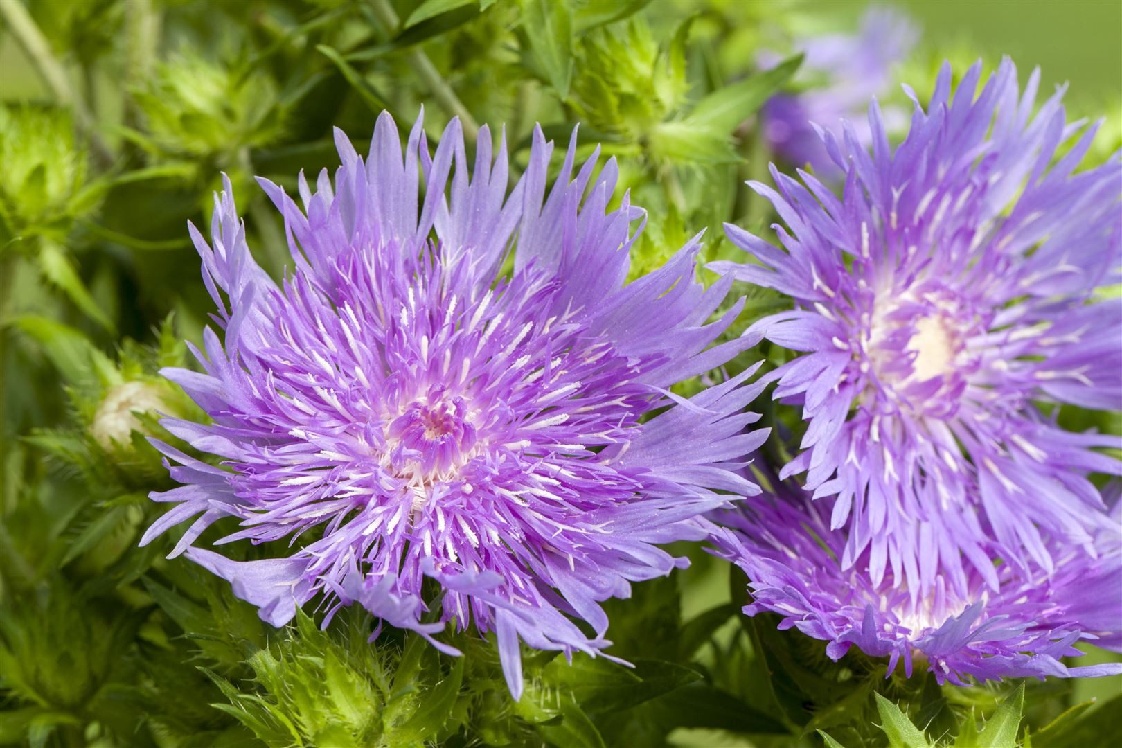 Pflanzen für Dich Staude Stokesia laevis, 1 St., Kornblumenaster, Stokesie