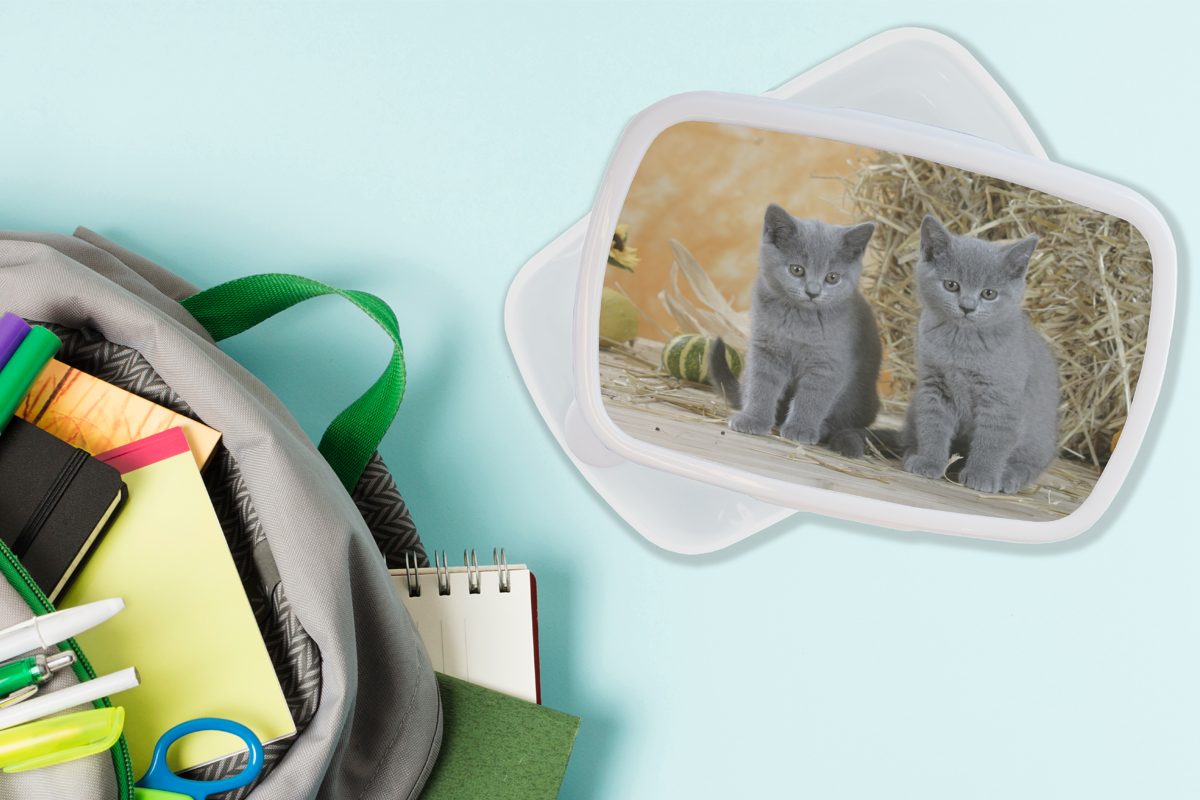 MuchoWow Lunchbox Zwei Britisch-Kurzhaar-Kätzchen mit Erwachsene, Hintergrund, Jungs Heu Brotdose, für Brotbox Kinder im Mädchen für und Kunststoff, (2-tlg), weiß und