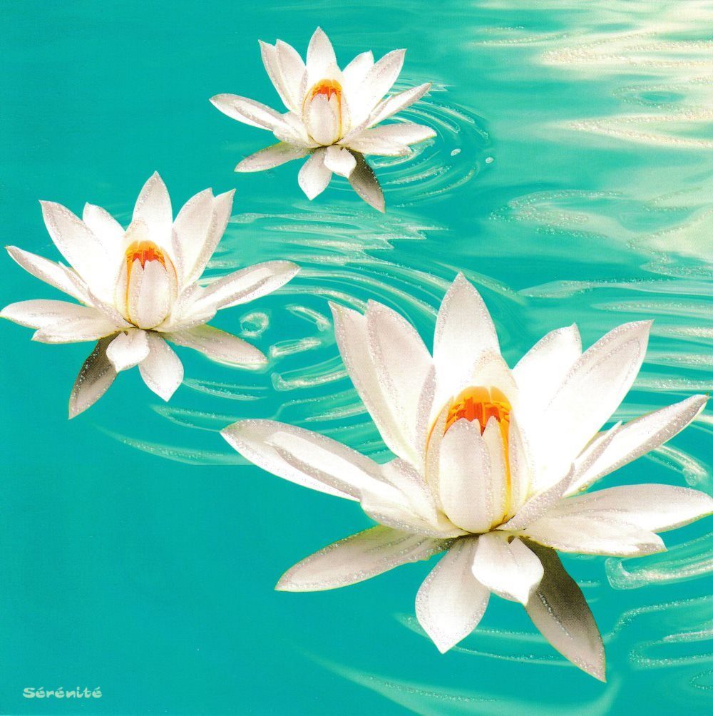 Postkarte Quadratische "Lotus in Wasser", Erwachsene