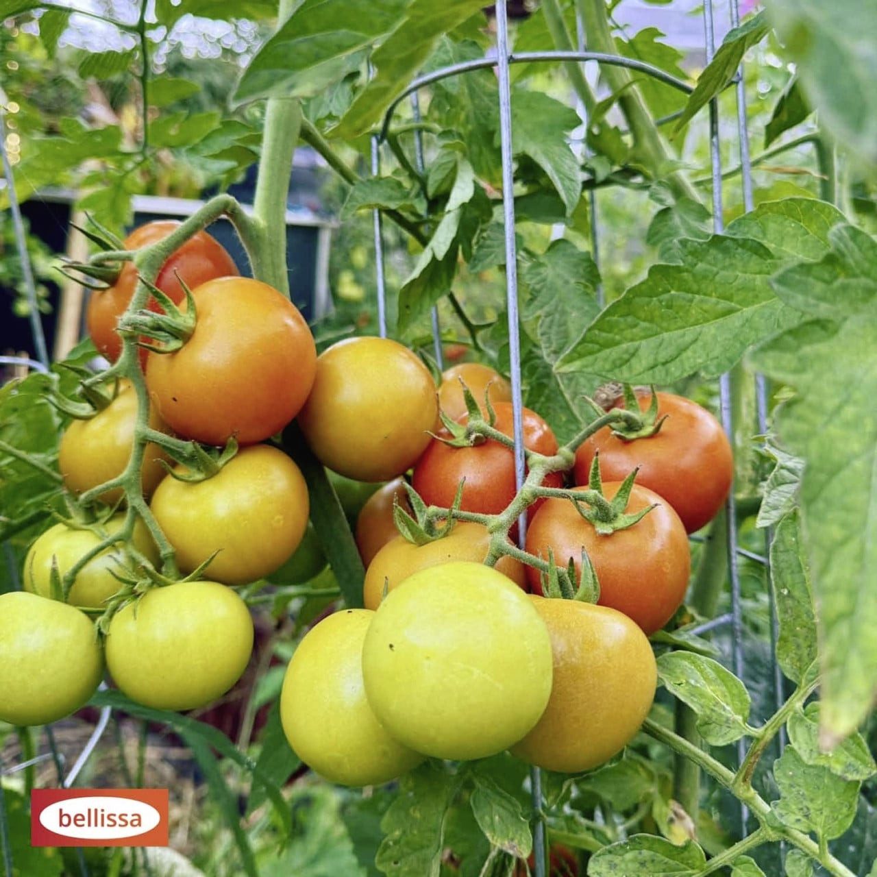 Bellissa Rankhilfe Bellissa Tomatenturm 120cm 120 cm hoch