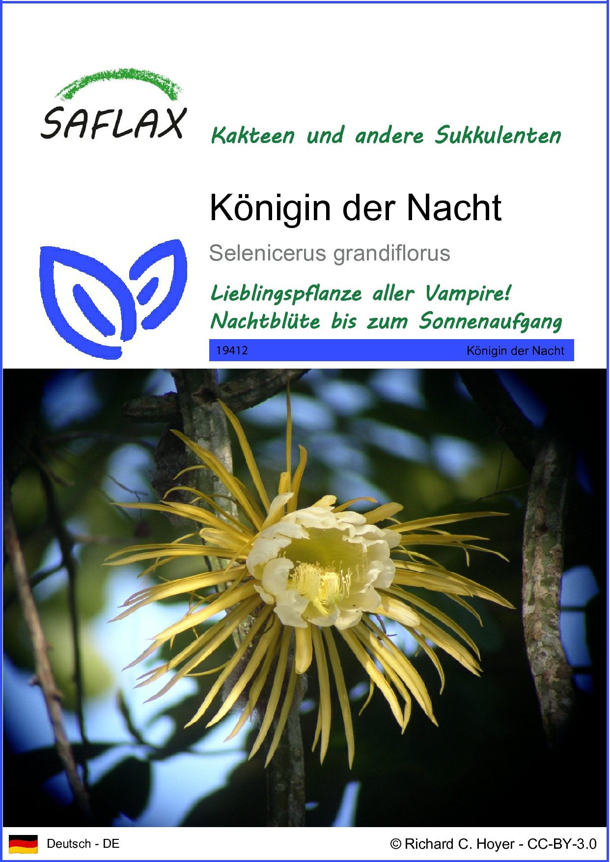SAFLAX Blumensamen SAFLAX - Samen - günstig online kaufen