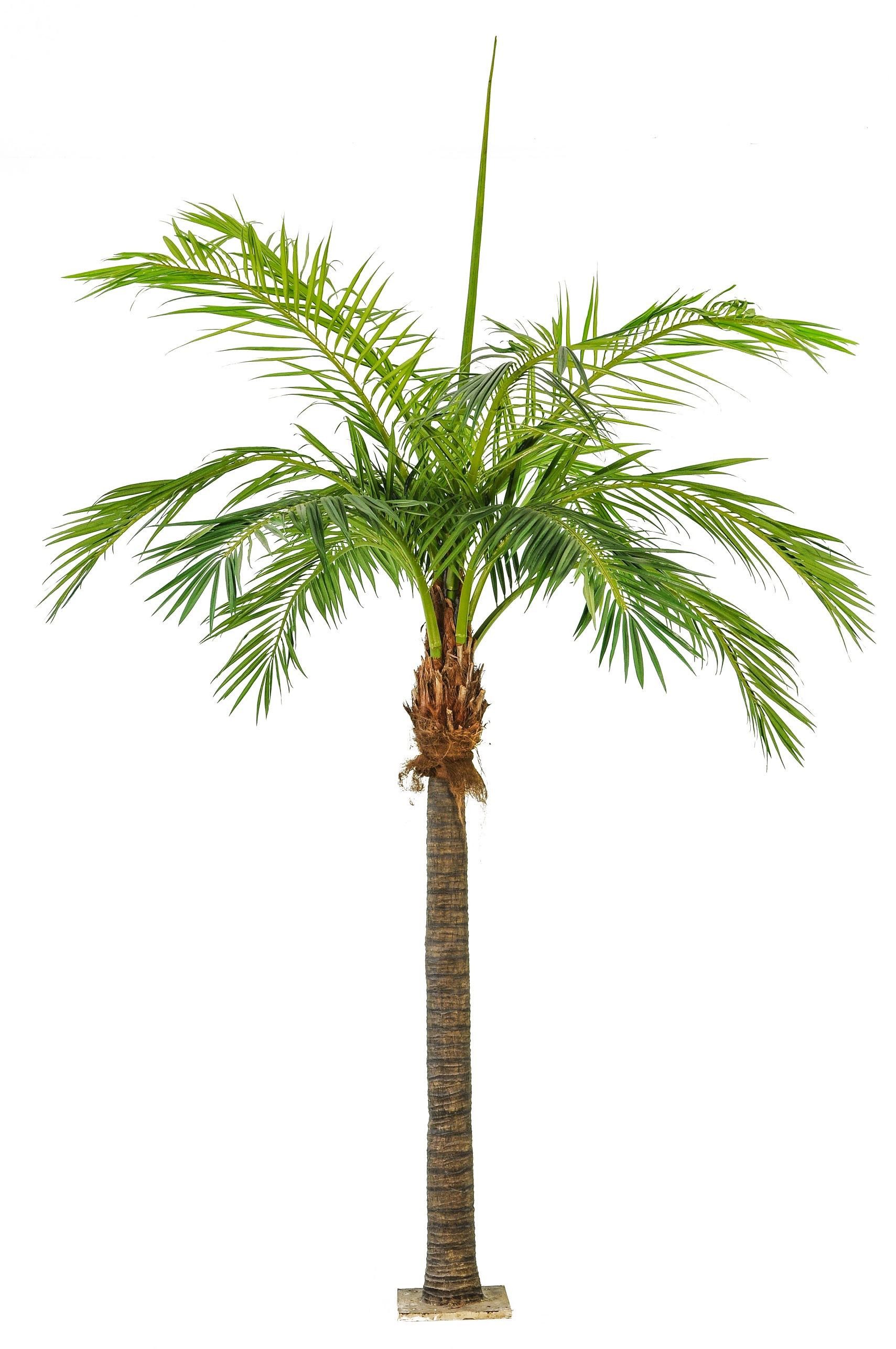 Kunstpalme Deko Phönixpalme, Palmfaserstamm, 1206 Blätter, Deluxe, 480cm Dattelpalme, artplants, Höhe 480.0 cm