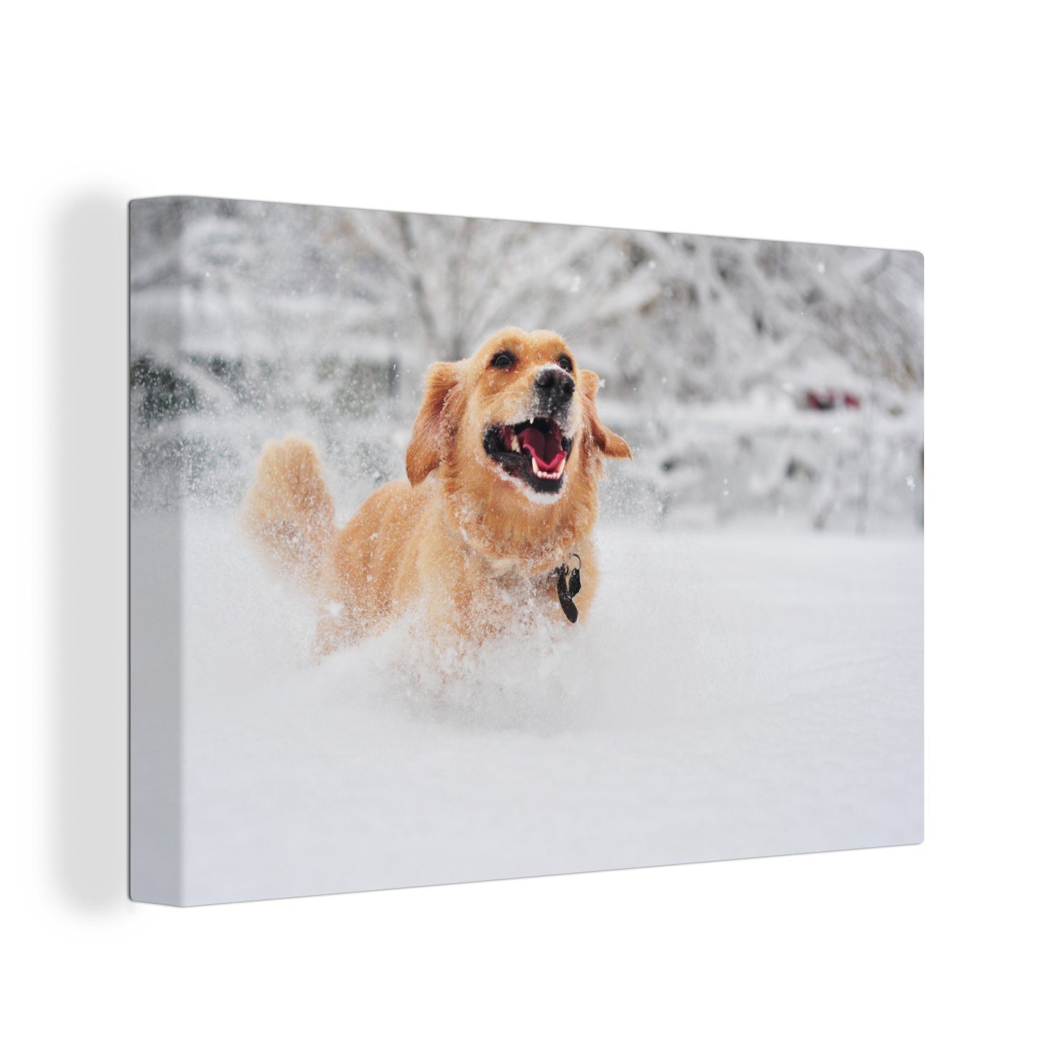 OneMillionCanvasses® Leinwandbild Hund - Schnee - Winter, (1 St), Wandbild Leinwandbilder, Aufhängefertig, Wanddeko, 30x20 cm
