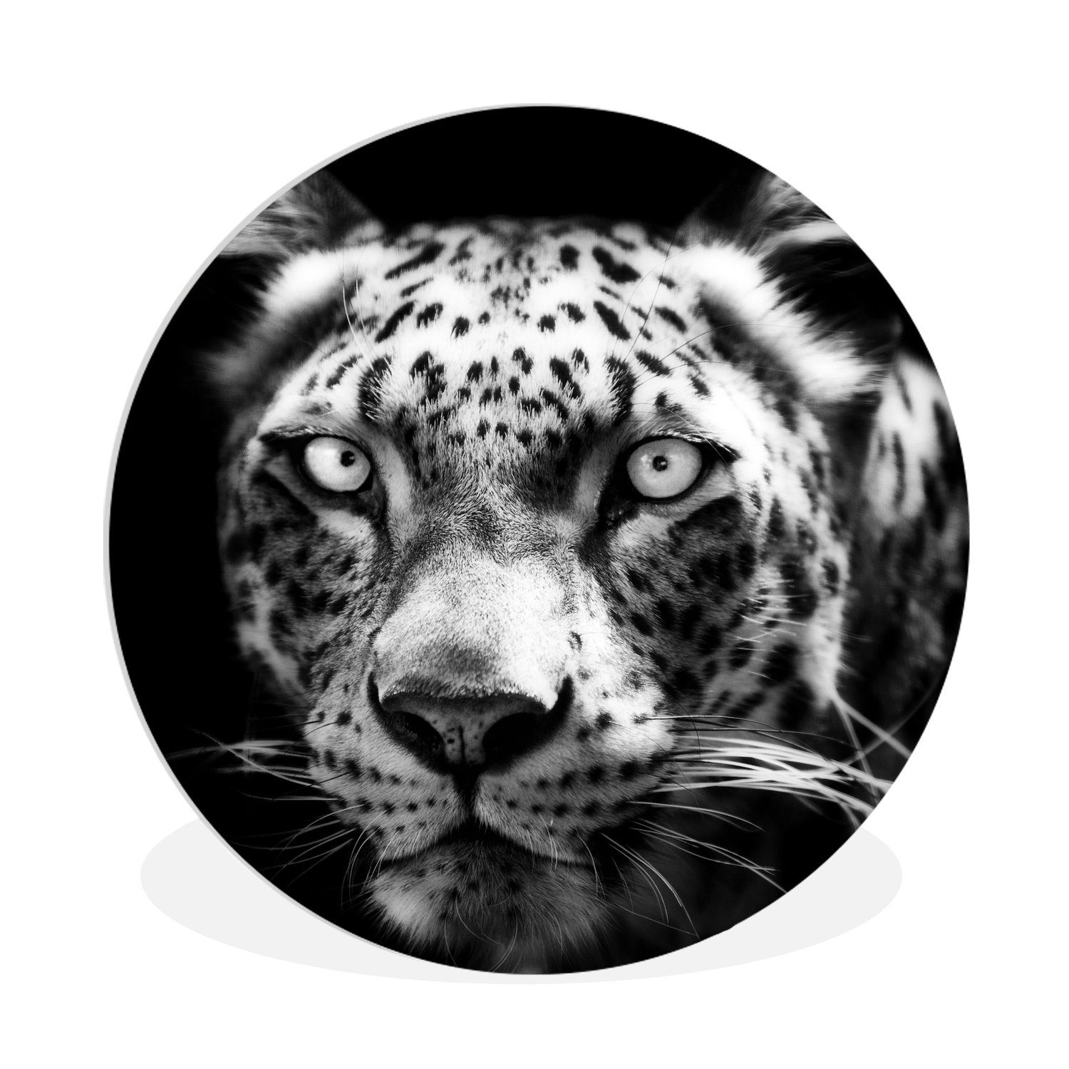 MuchoWow Gemälde Persischer Leopard, der in die Kamera starrt, in schwarz-weiß, (1 St), Kreis Wanddekoration Forex, Rundes Wandbild, Wohnzimmer, 30x30 cm
