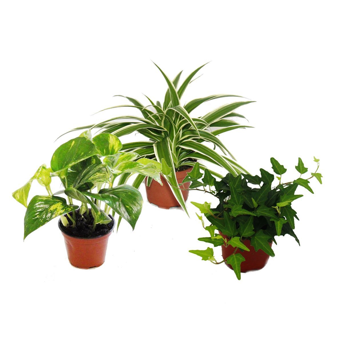 Exotenherz Zimmerpflanze Rankpflanzen Set fürs Zimmer mit 3 Pflanzen - 9cm