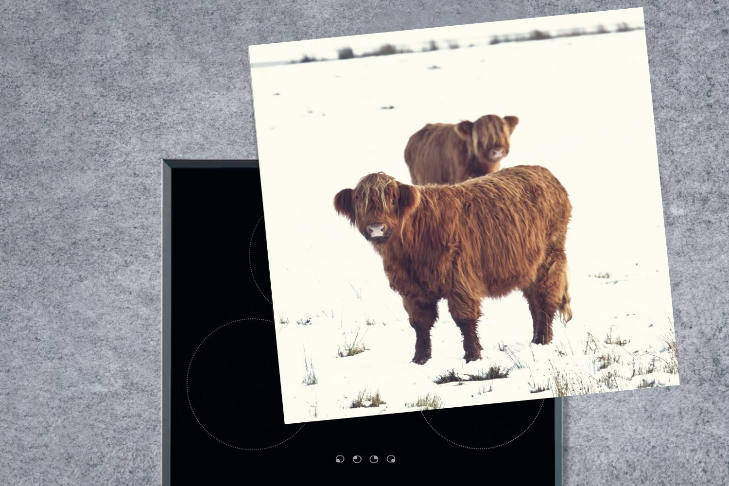 MuchoWow Herdblende-/Abdeckplatte Schottische Highlander - für tlg), 78x78 Tiere cm, Ceranfeldabdeckung, Winter, - Vinyl, (1 Arbeitsplatte küche