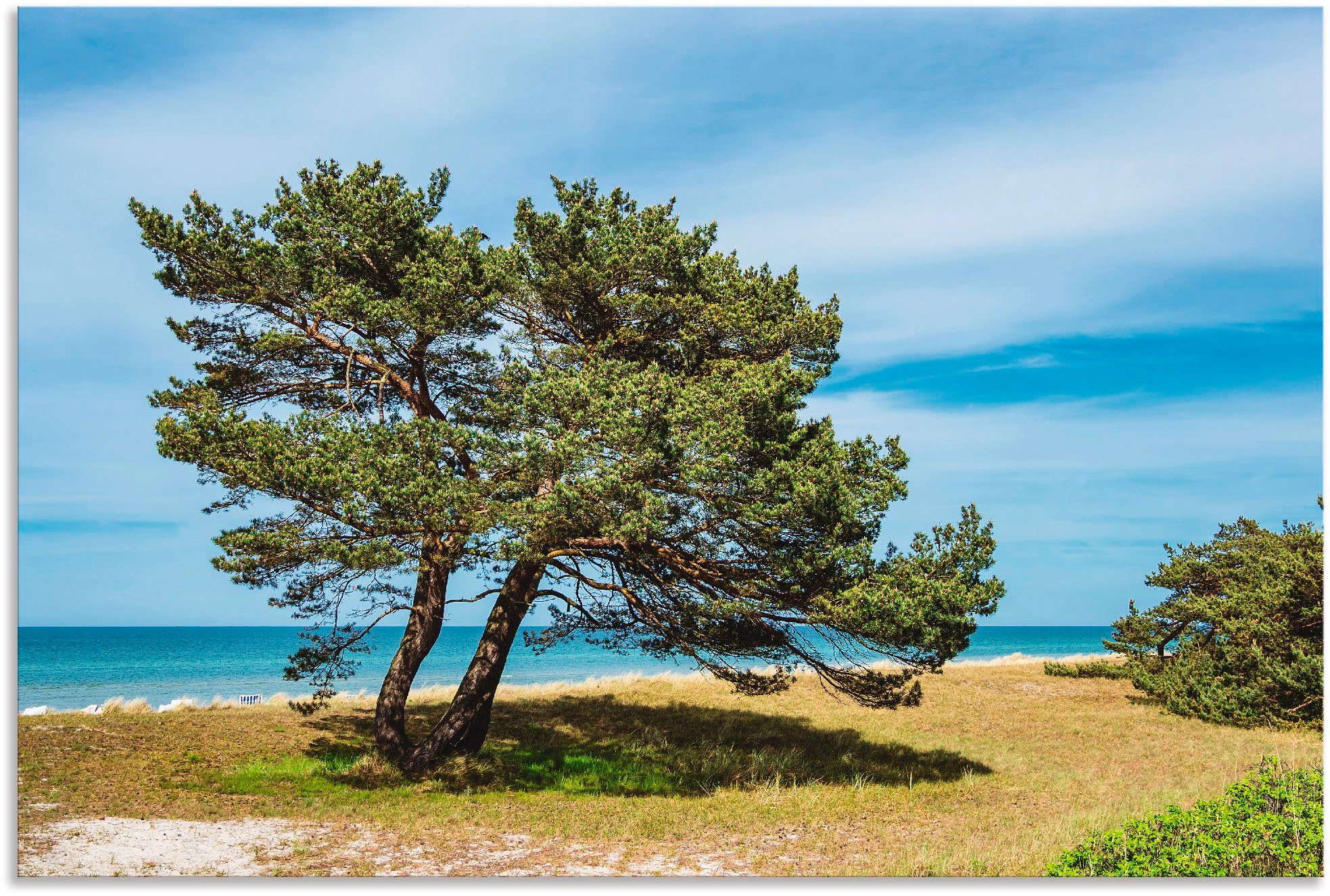 dem St), versch. Küste Küstenwald in (1 Größen Wandbild Leinwandbild, Fischland-Darß, oder Poster Artland auf Wandaufkleber Alubild, als