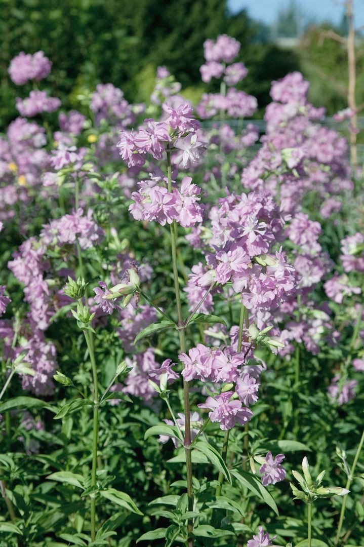 Pflanzen für Dich Staude Saponaria offic. Plena, 1 St., Gewöhnliches Seifenkraut, Echtes Seifenkraut
