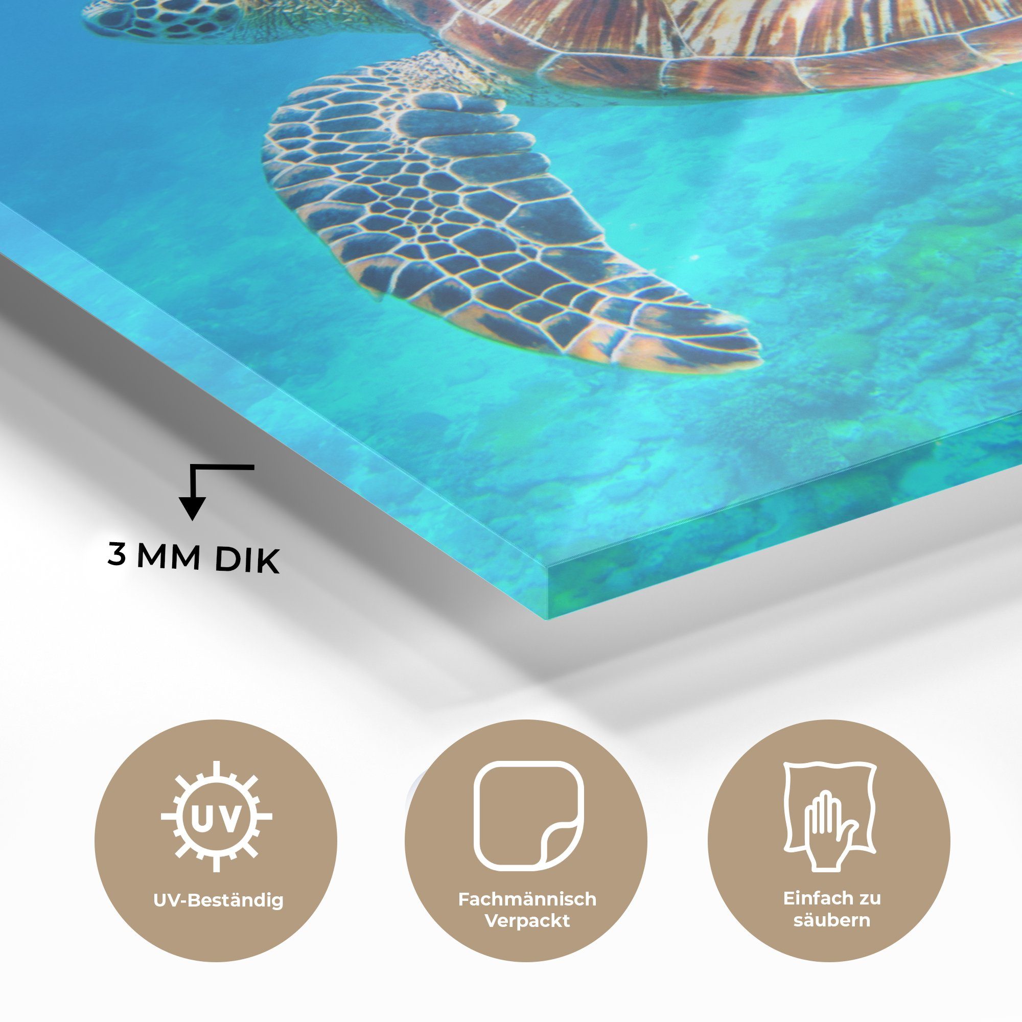 - - Bilder Wasser, - Glas Wanddekoration Meer auf MuchoWow Schildkröte Foto Wandbild - - Glasbilder (1 Glas Acrylglasbild auf St),