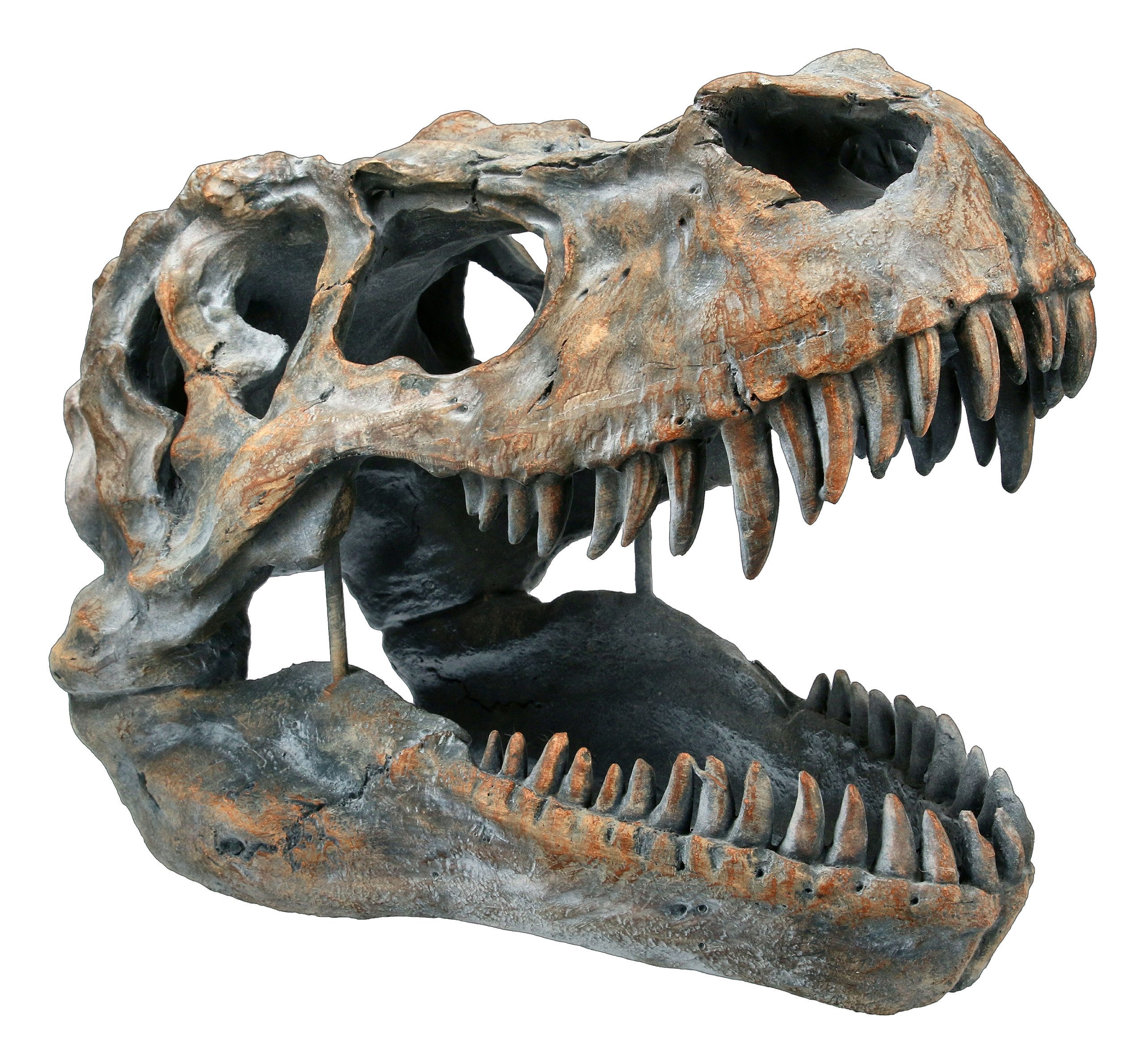 Figuren Shop GmbH Dekoobjekt Totenkopf - Tyrannosaurus Rex - mittel - Fanta günstig online kaufen