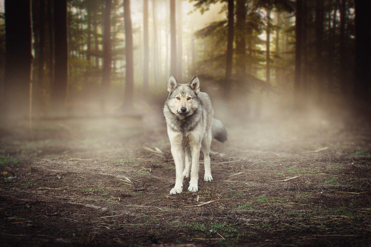 Papermoon Fototapete Wolf im Wald