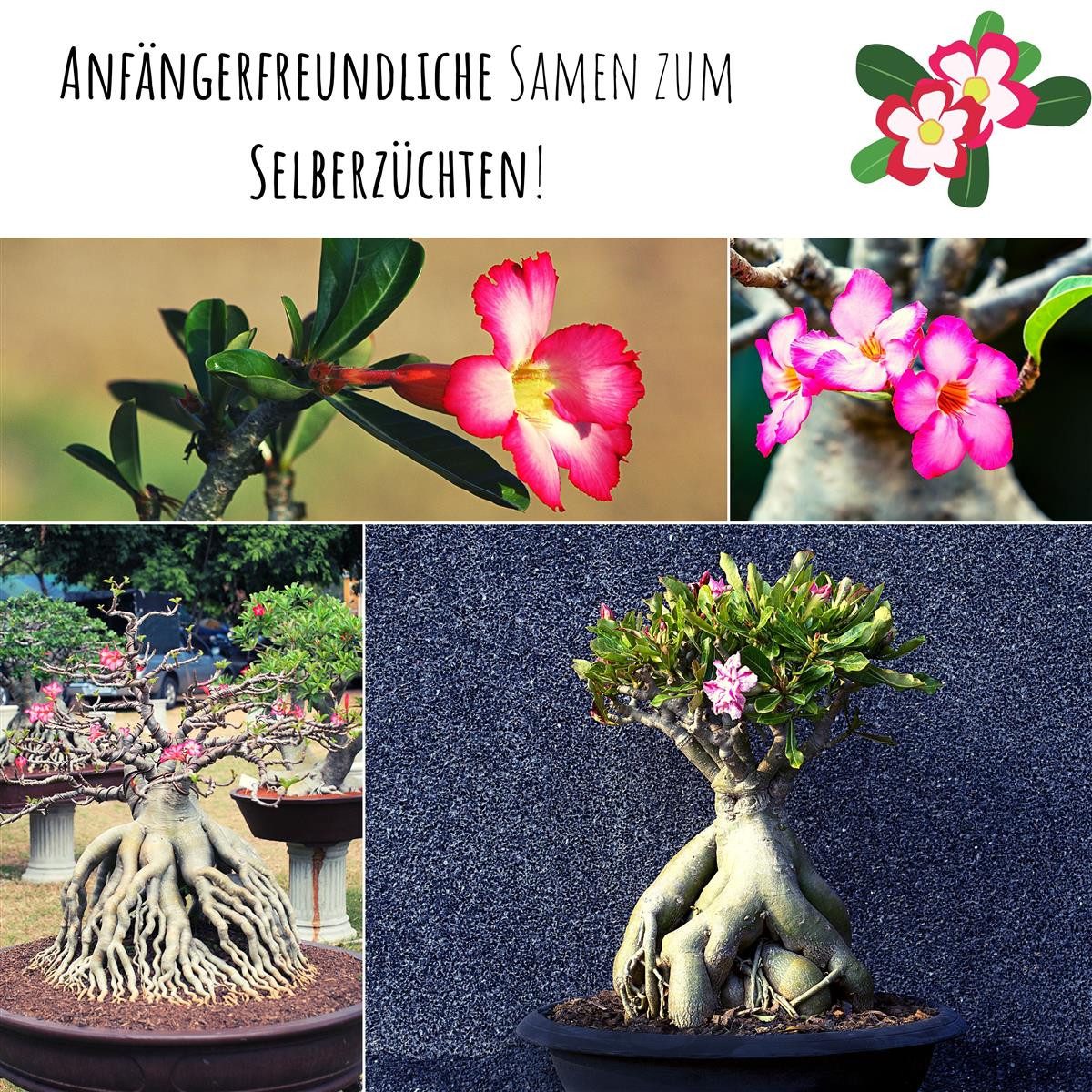 HappySeed Blumensamen Außergewöhnliche Bonsai Samen mit hoher Keimrate - Wüstenrose, Bonsaifähig – Bild 4 von 5