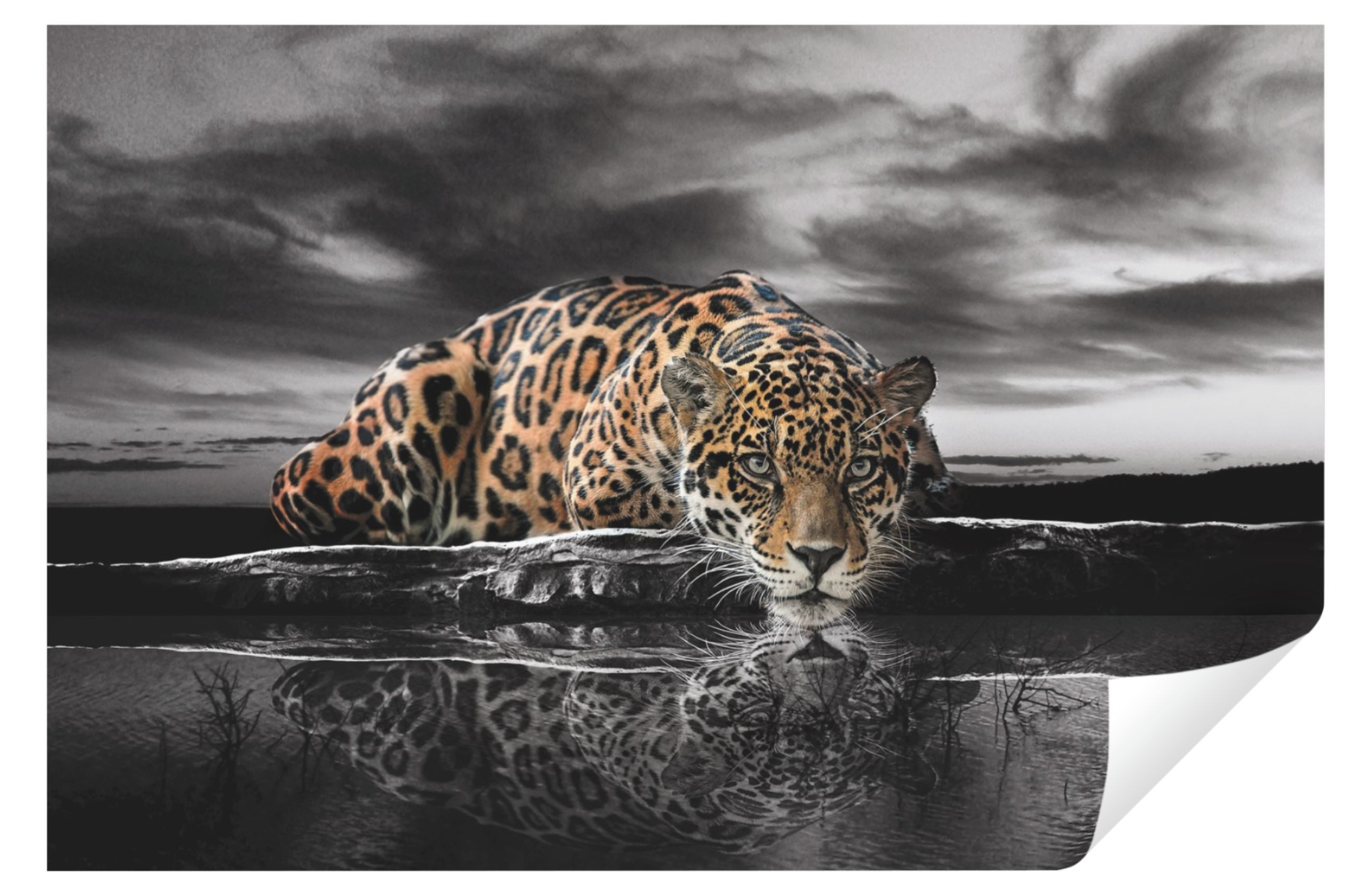 Wallarena Fototapete Leopard Tiger Tiere Landschaft günstig online kaufen