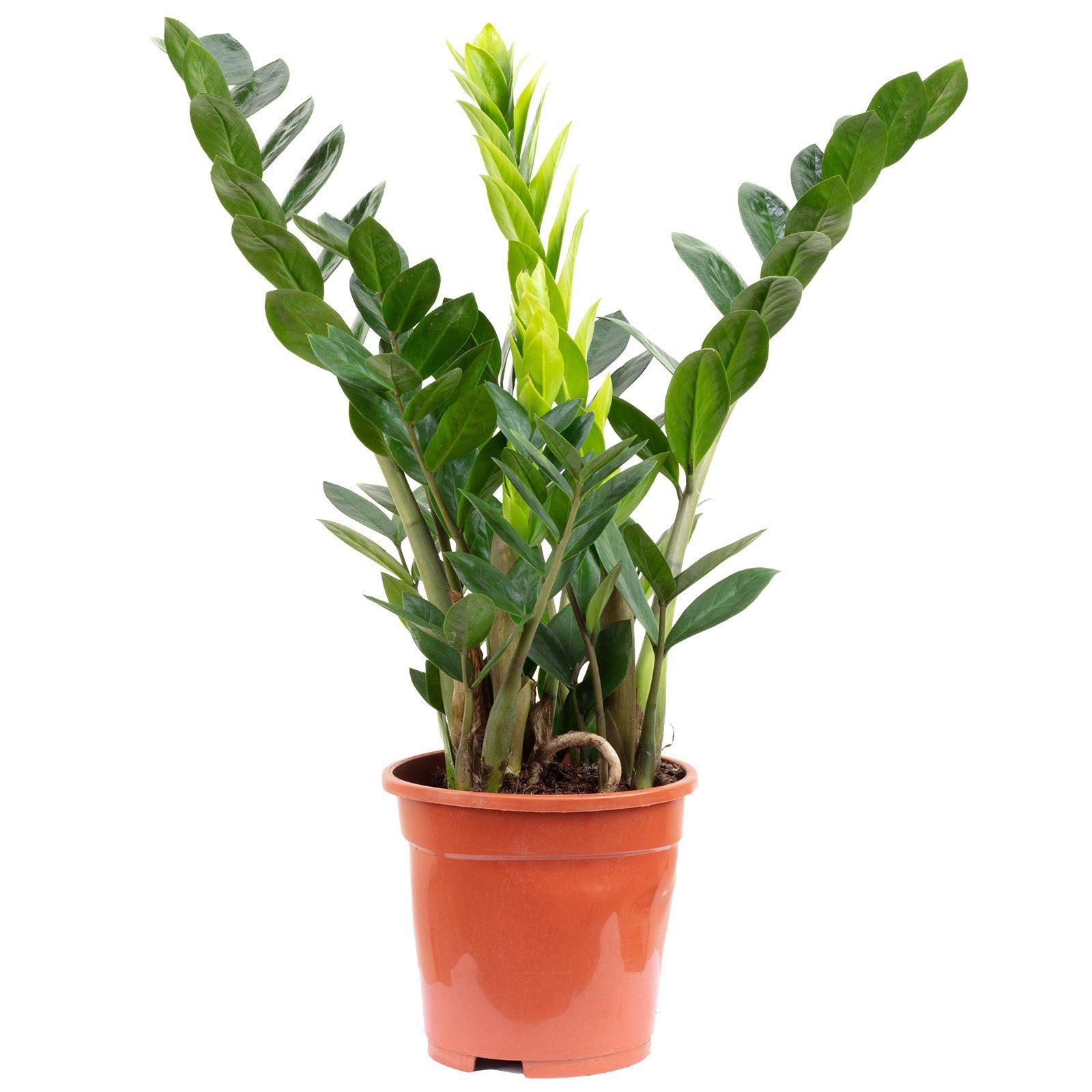 Flowerbox Zimmerpflanze Glücksfeder - Zamioculcas zamiifolia 3+, - Höhe ca. 55 cm, Topf-Ø 17 cm