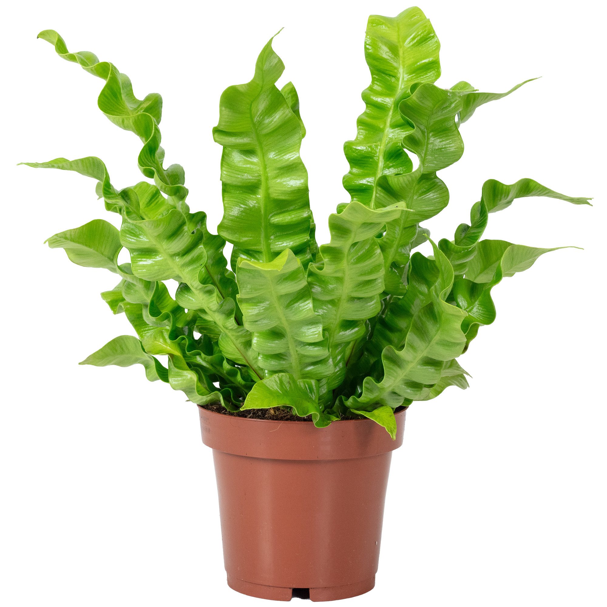 Flowerbox Zimmerpflanze Nestfarn - Asplenium nidus 'Crispy Wave', pflegeleicht - Höhe ca. 25 cm, Topf-Ø 12 cm