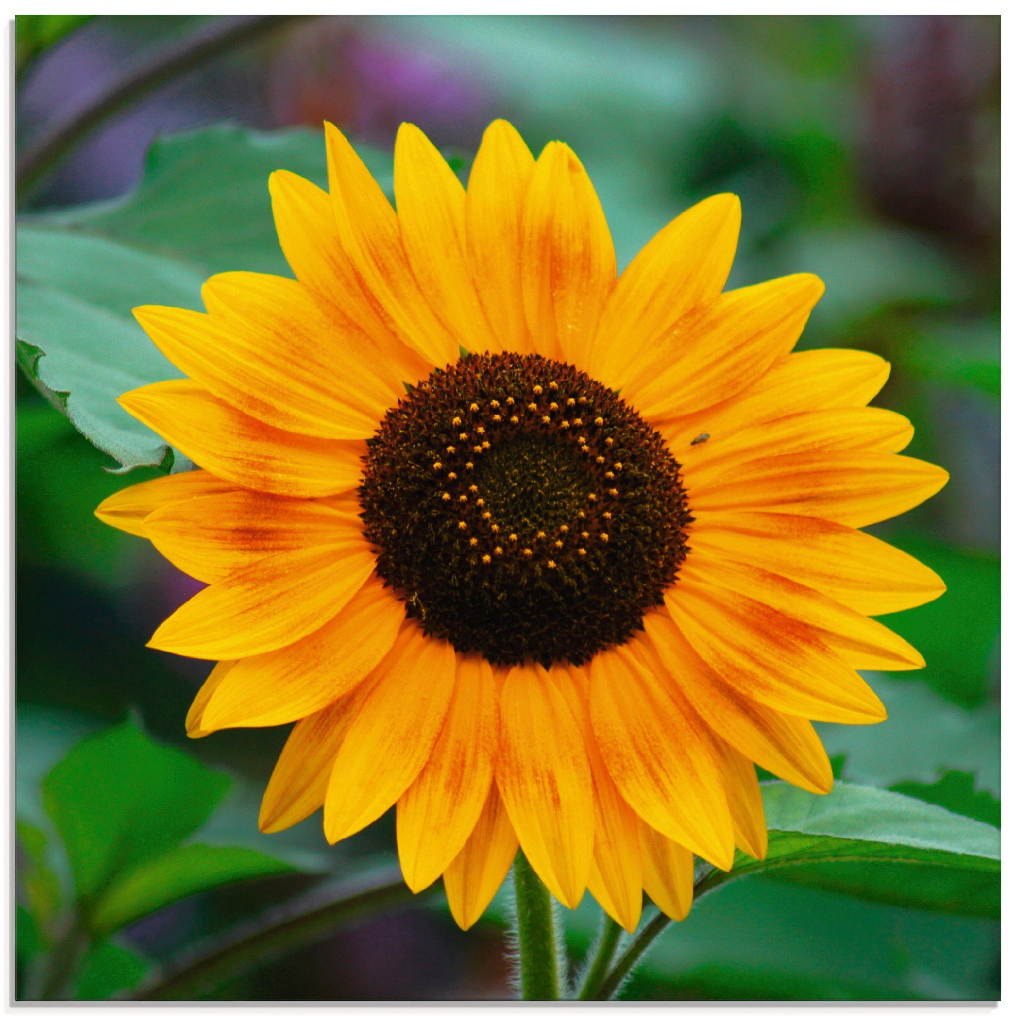 verschiedenen Blumen Sonnenblume, Glasbild Größen Artland St), (1 in
