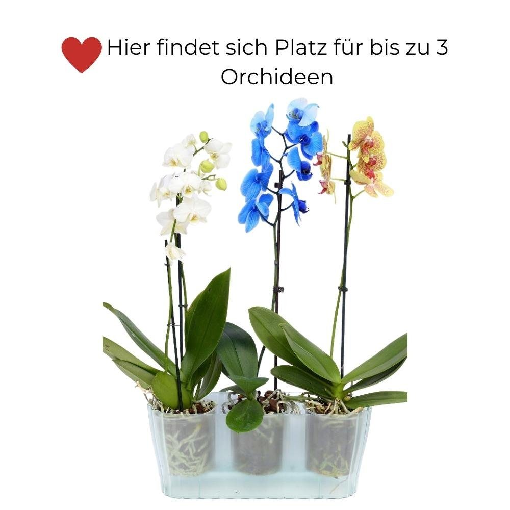 GarPet Blumentopf Blumen Orchideentopf glas durchsichtig für mehrere Pflanzen Übertopf Kasten