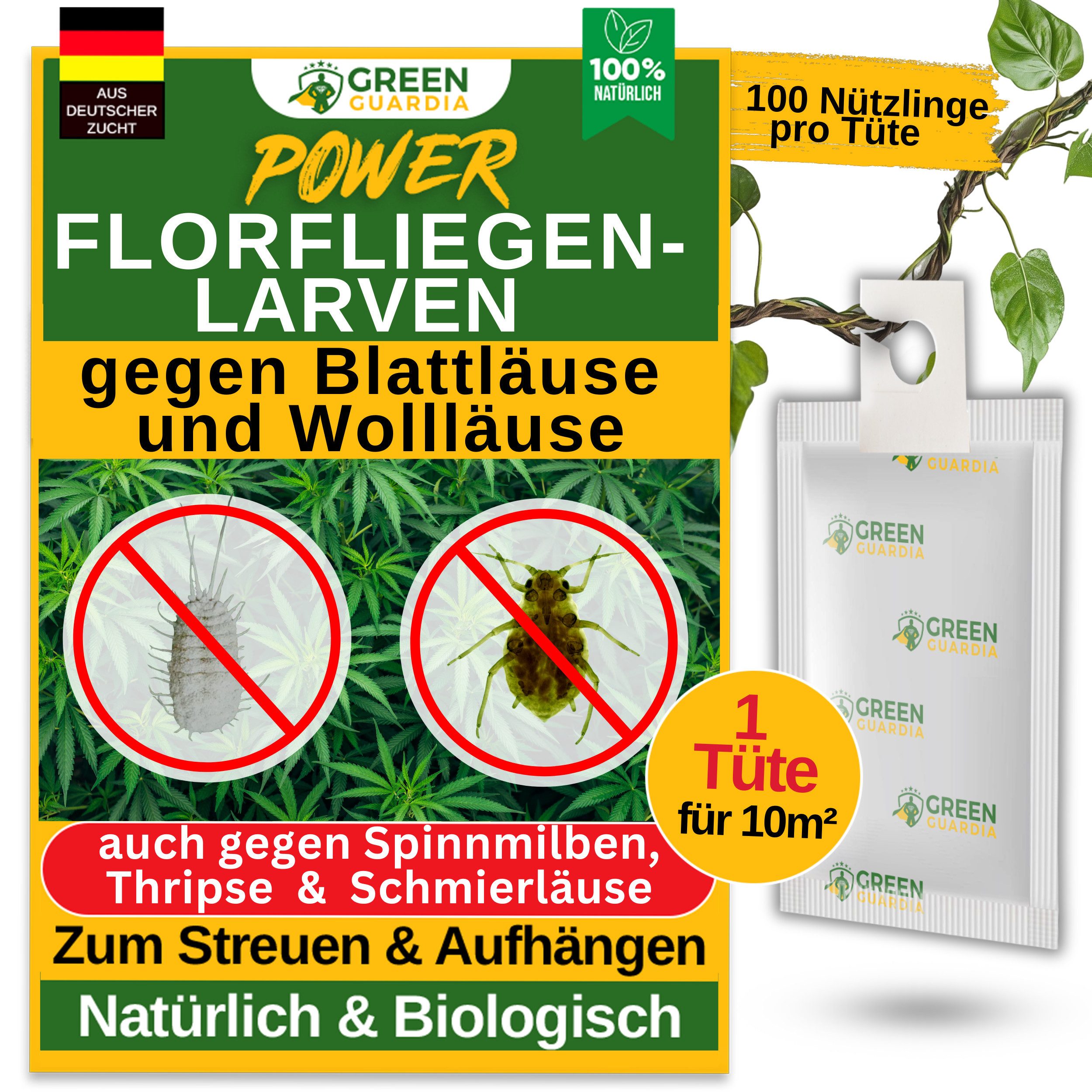 Insektenvernichter Florfliegenlarven-Eier gegen Blattläuse und Wollläuse - ohne Chemie