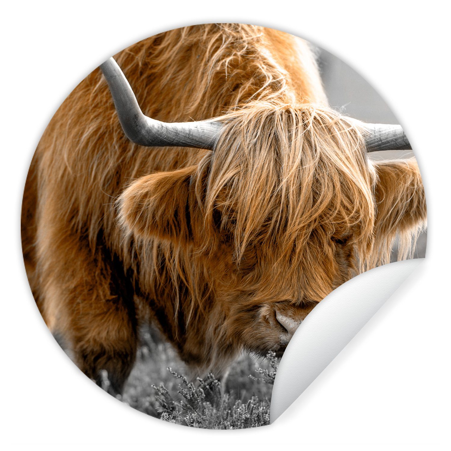 MuchoWow Wandsticker Schottischer Highlander - Tiere - Braun - Kuh - Schwarz - Weiß - Natur (1 St), Tapetenkreis für Kinderzimmer, Tapetenaufkleber, Rund, Wohnzimmer