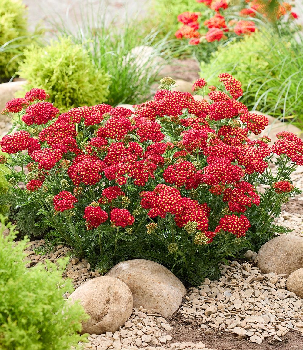BALDUR Garten Staude Achillea 'Short Red®', 2 St., Bienenfreundlich, winterhart, mehrjährig, duftend