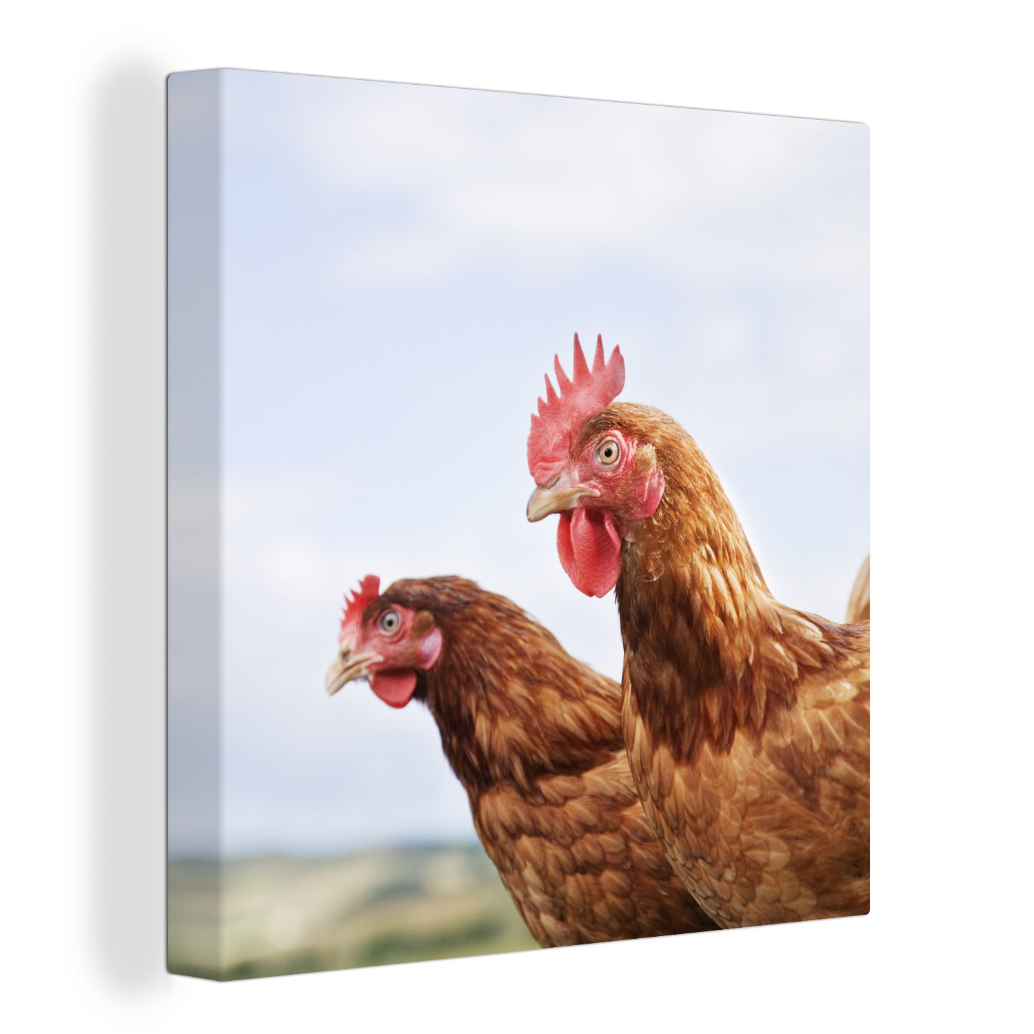 OneMillionCanvasses® Leinwandbild Nahaufnahme von zwei Hühnern, (1 St), Leinwand Bilder für Wohnzimmer Schlafzimmer