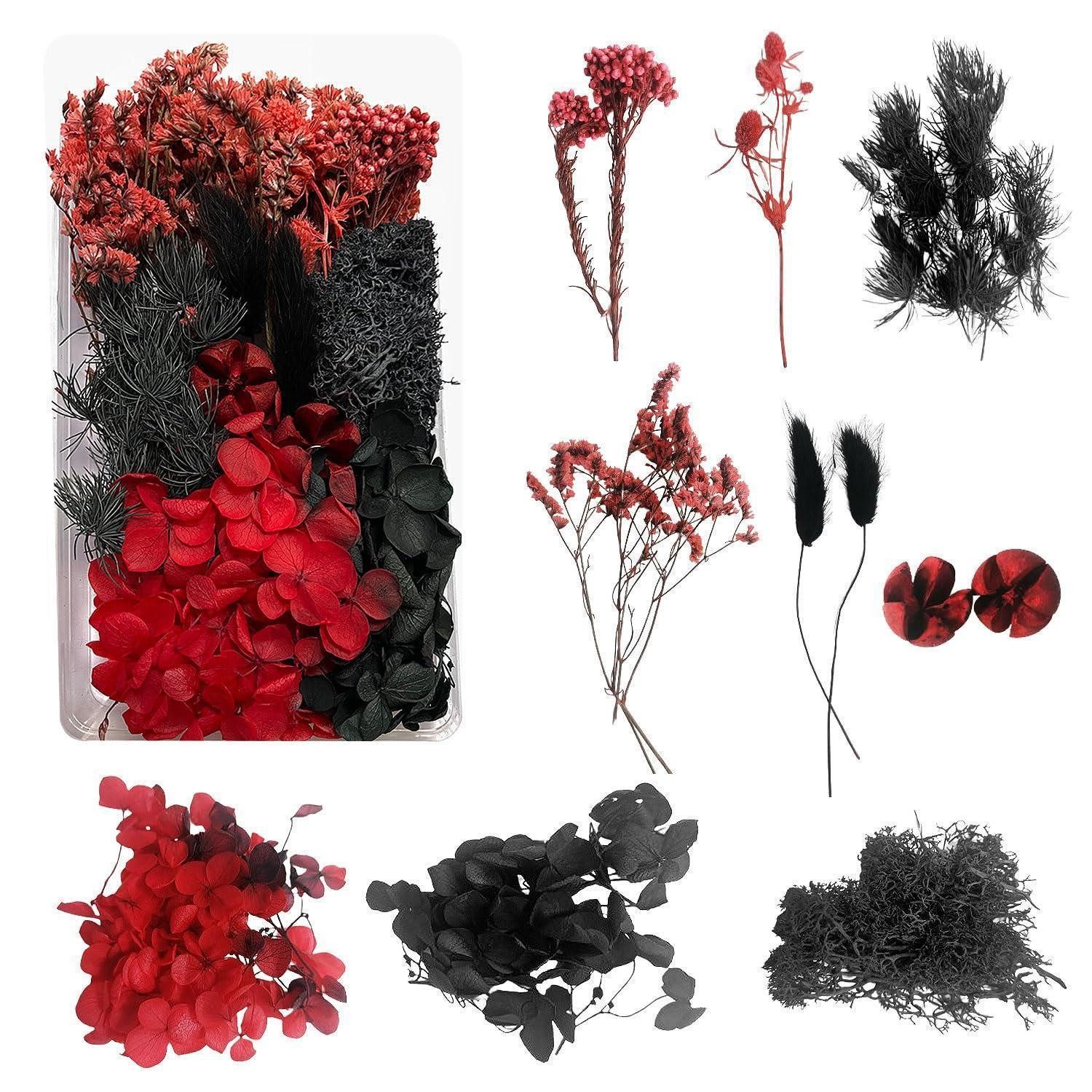 Trockenblume Trockenblumen-Set Basteln Deko Schwarz Rot, LuxusKollektion, Höhe 3 cm