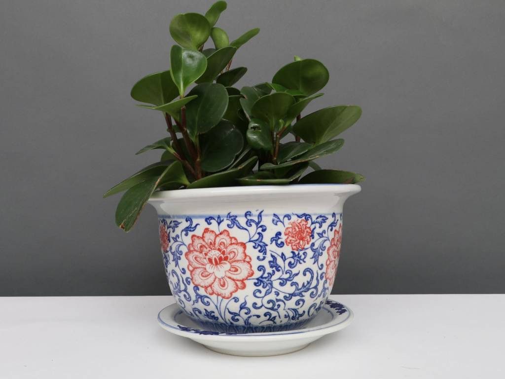 Yajutang Topfpflanze