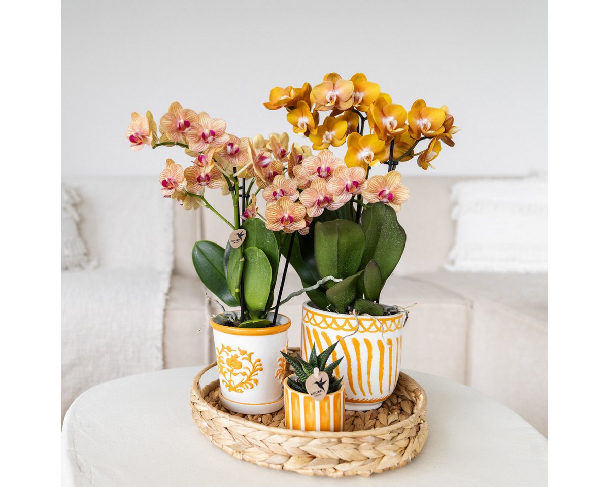 Thumbnail - Exotenherz Zimmerpflanze Orange Orchidee Jamaica + Malaga Deko-Topf orange - Topfgröße 9cm