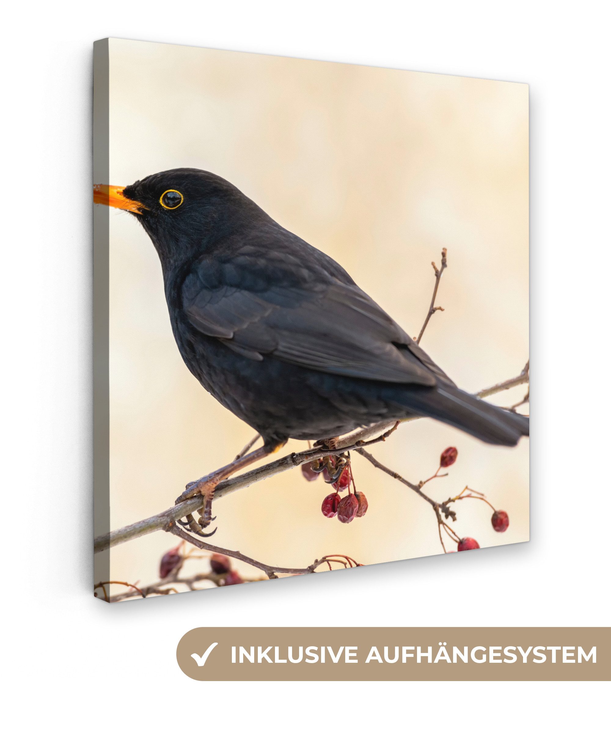 OneMillionCanvasses® Leinwandbild Amsel - Vogel - günstig online kaufen