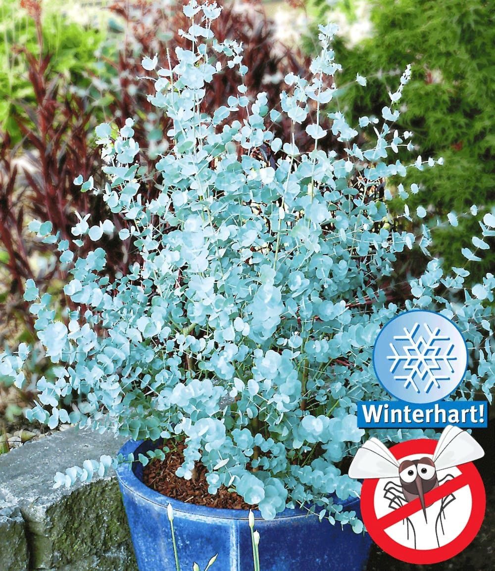 BALDUR Garten Zierstrauch Winterharter Eukalyptus 'Azura®' im XXL-Topf, 1 St., Eucalyptus,duftend,winterhart, mehrjährig, pflegeleicht – Bild 2 von 5