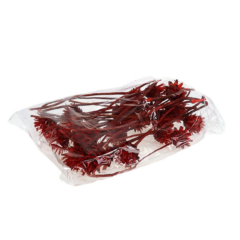 Trockenblume Plumosum 1 Rot 25 St Dekorative Trockenblume Weihnachtskranz, 25 Stück, Florists Products, Höhe 30 cm
