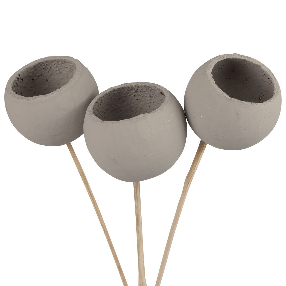 Trockenblume Trockenblumen Dekoration Bell Cups für Floristik und, 3 Stück, DIJK, Höhe 5 cm