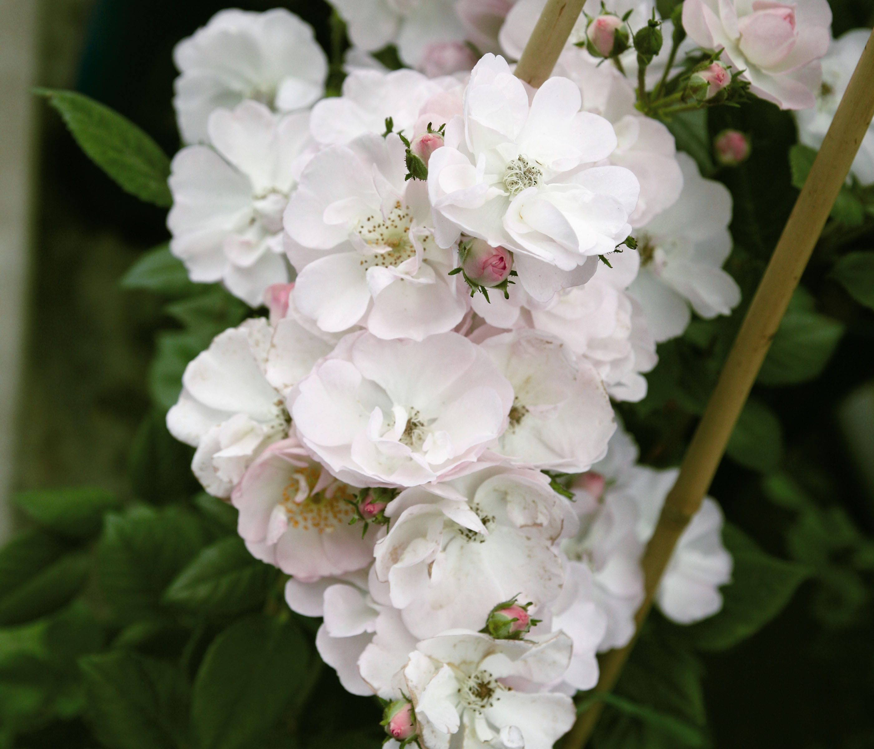 Dehner Rose Ramblerrose Perennial Blush®, weiß-zartrosa Blüten