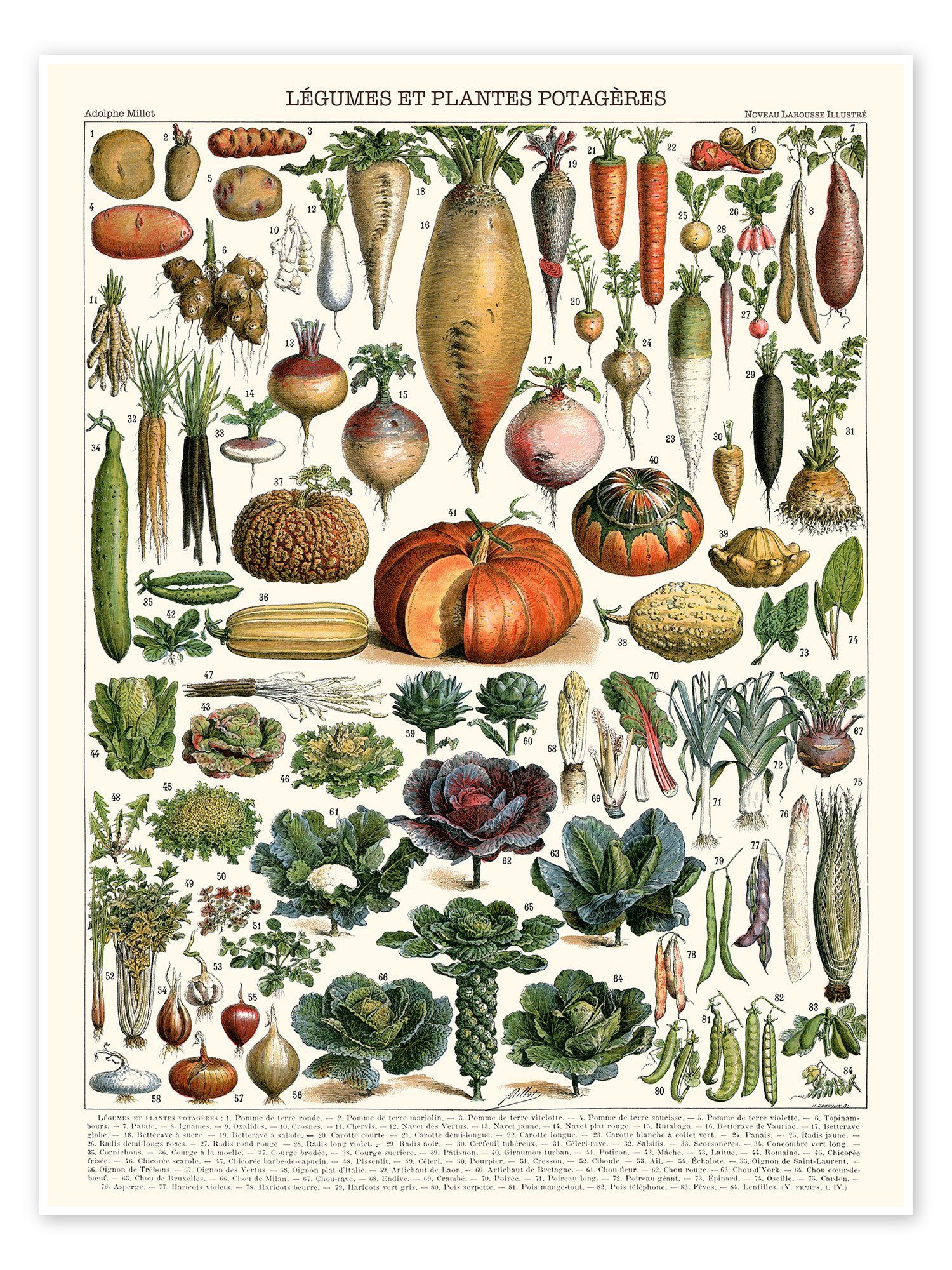 Posterlounge Poster Adolphe Millot, Gemüse und Hülsenfrüchte (französisch), Klassenzimmer Vintage Illustration