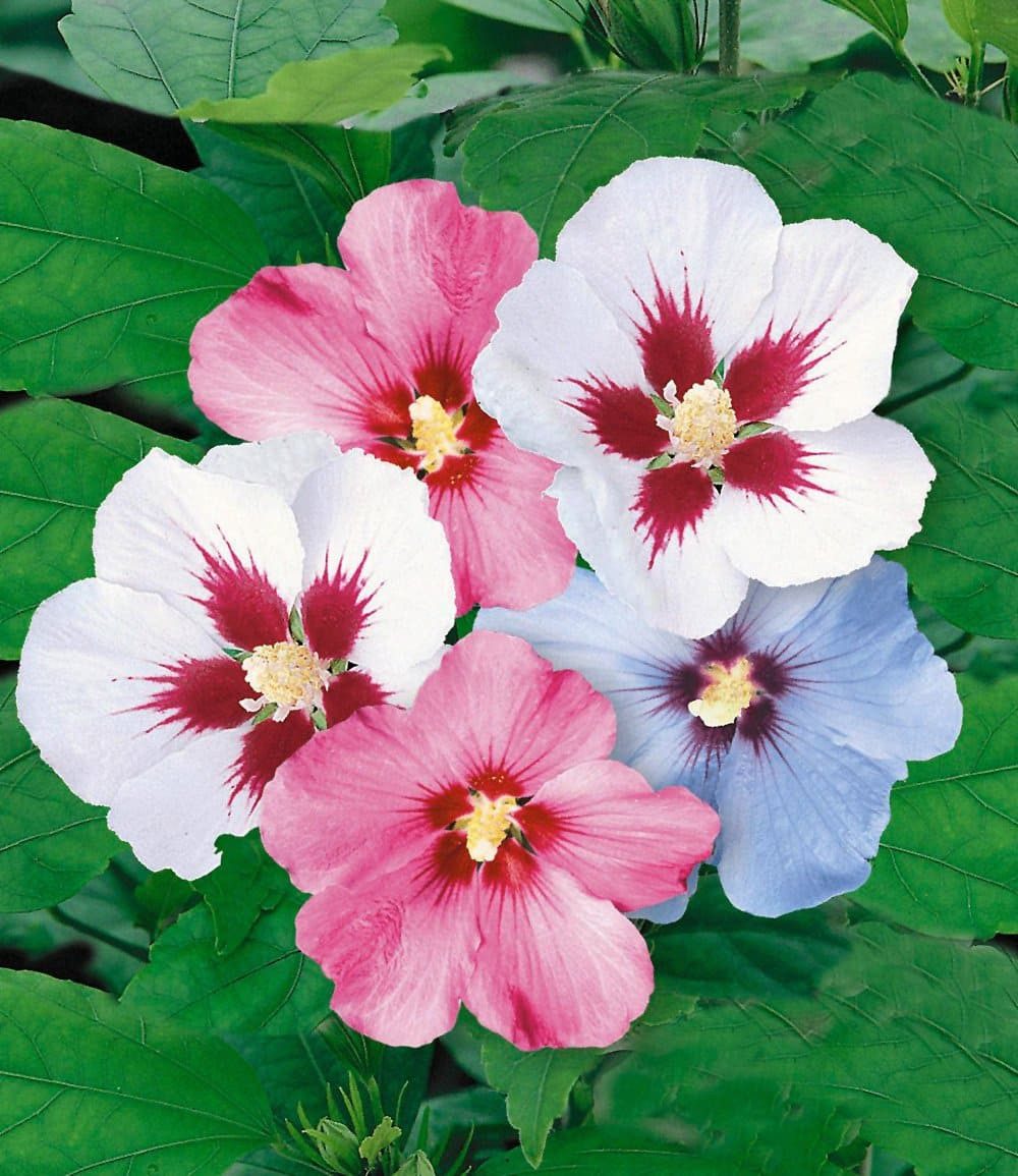 BALDUR Garten Hecken Hibiskus-Hecke, 5 St., Roseneibisch, blickdicht, winterhart, mehrjährig, pflegeleicht