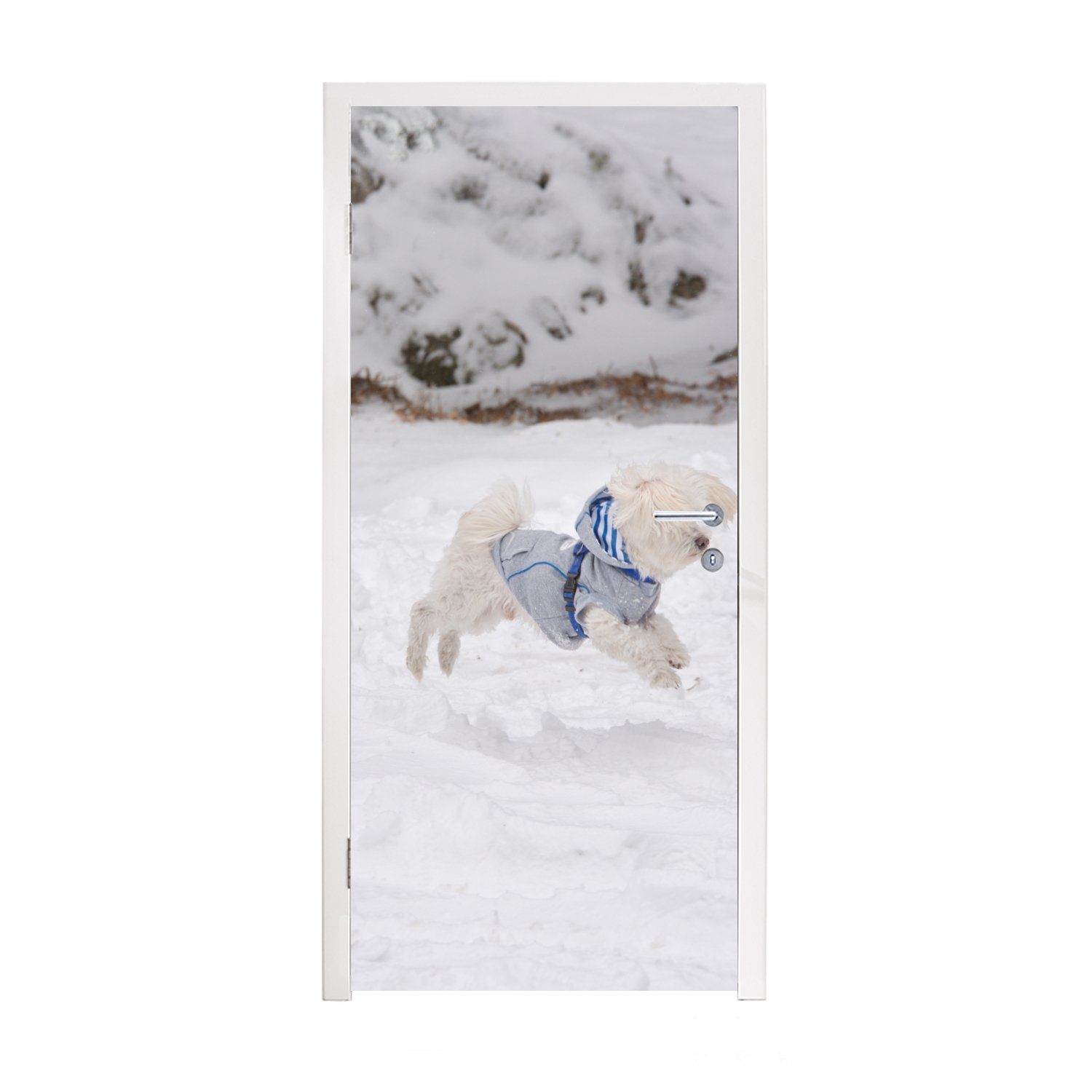 MuchoWow Türtapete Malteser Hund springt in den Schnee, Matt, bedruckt, (1 St), Fototapete für Tür, Türaufkleber, 75x205 cm | Türtapeten