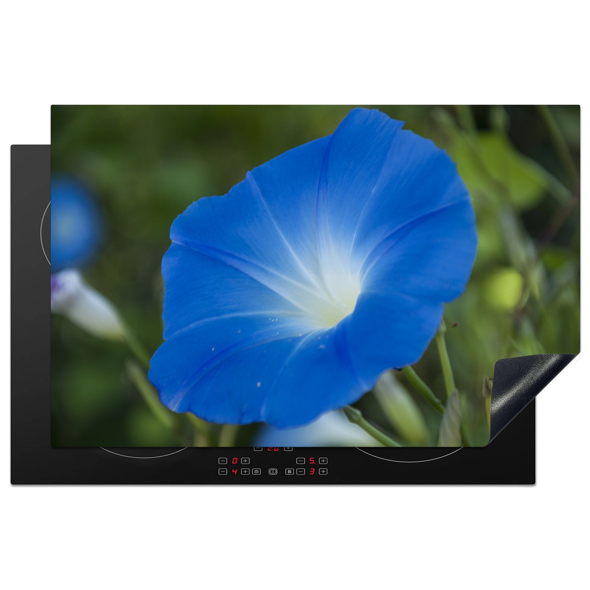 MuchoWow Herdblende-/Abdeckplatte Blaue Orchidee vor verblasstem Hintergrund, Vinyl, (1 tlg), 81x52 cm, Induktionskochfeld Schutz für die küche, Ceranfeldabdeckung