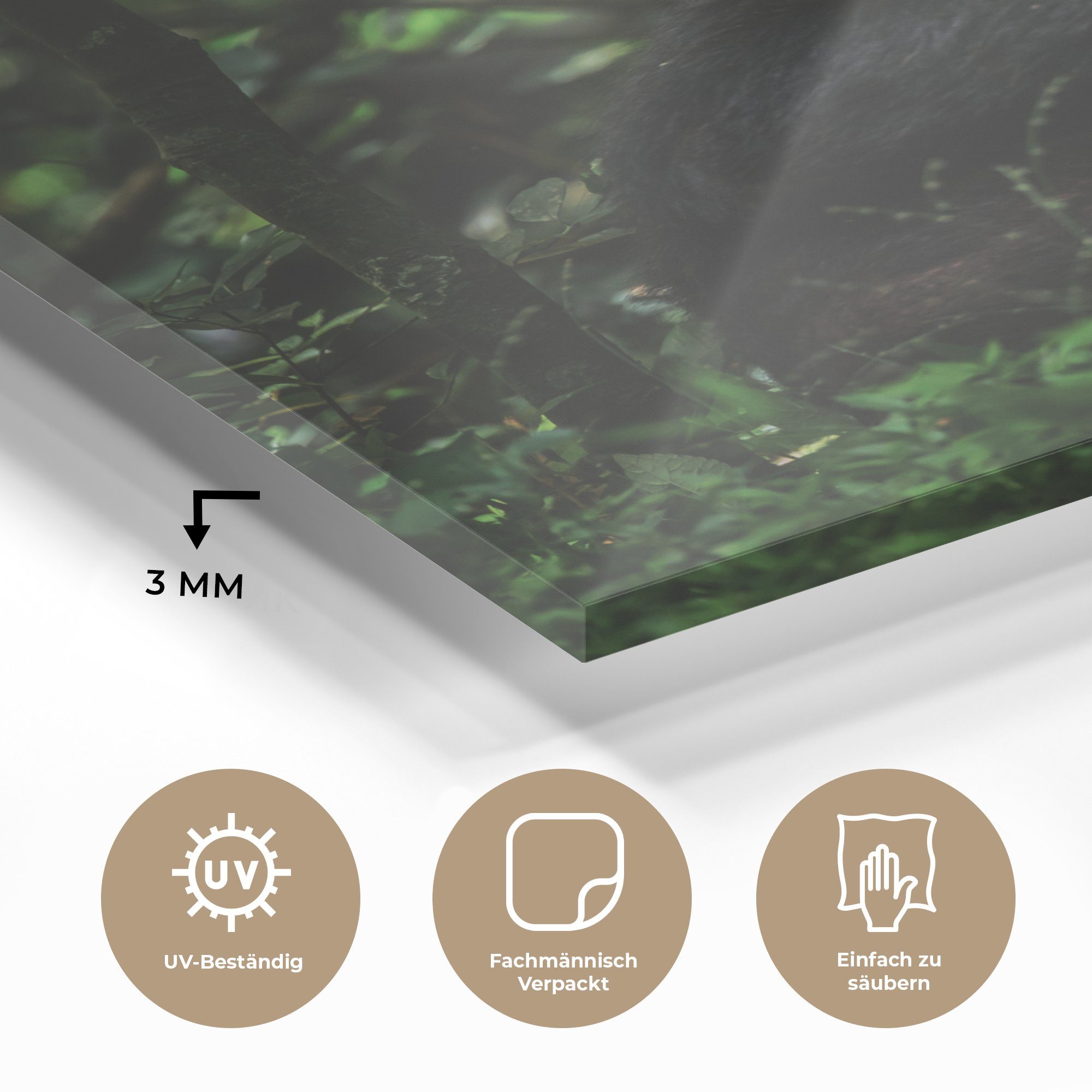 Glas Wandbild Wanddekoration Bilder - auf - zwischen Glasbilder - Foto Glas MuchoWow im Dschungel, Acrylglasbild St), Grünpflanzen auf (1 App