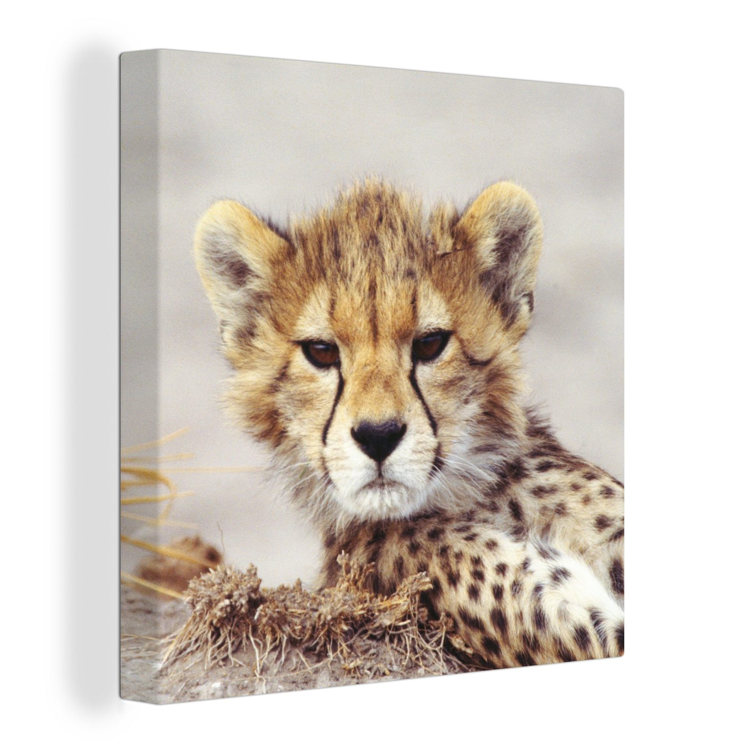 OneMillionCanvasses® Leinwandbild Gepard - Jung - Porträt, (1 St), Leinwand Bilder für Wohnzimmer Schlafzimmer