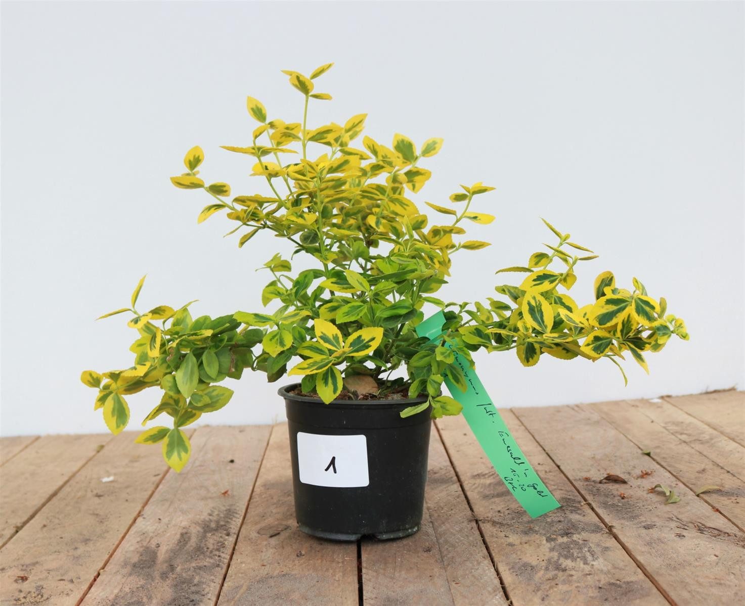 Pflanzen für Dich Bodendecker Euonymus fortunei Emerald'n Gold, 1 St., Kriechspindel, Spindelstrauch, gelbgrün, winterhart