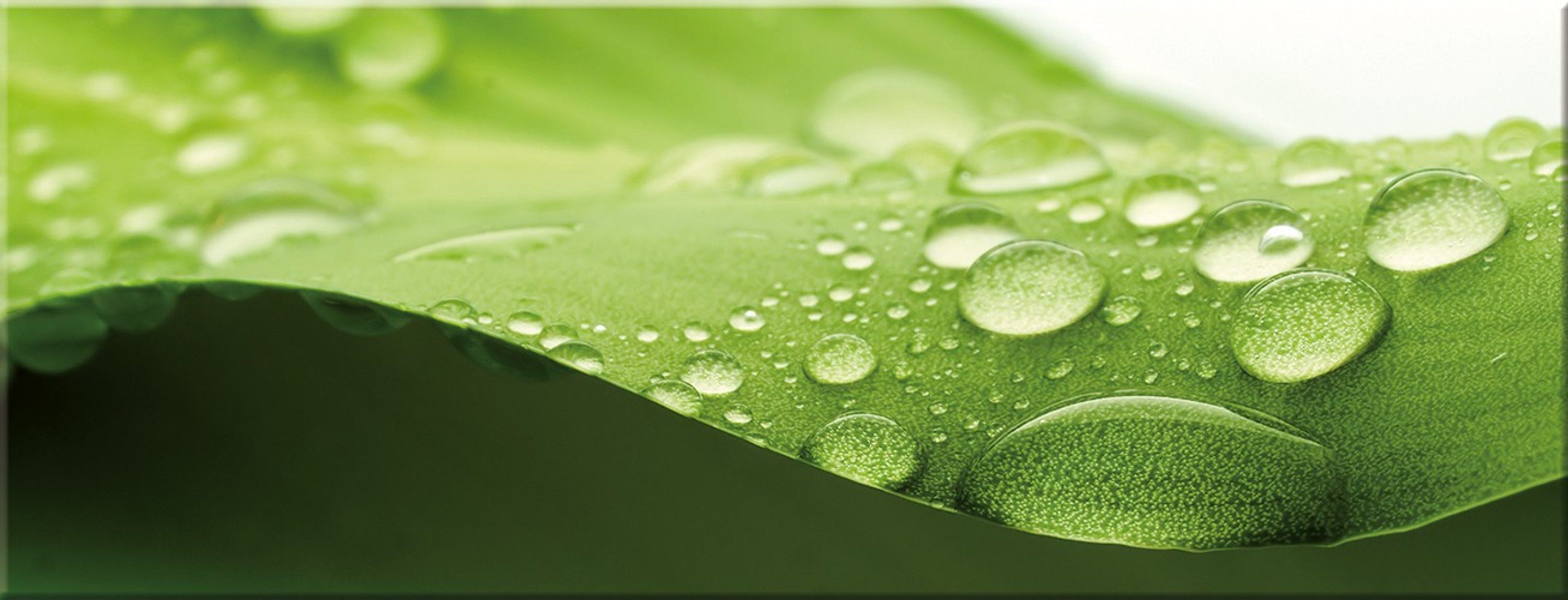 artissimo Glasbild Glasbild 80x30cm Bild aus Glas Spa Wellness Blatt grün, Natur: Wassertropfen auf Blatt