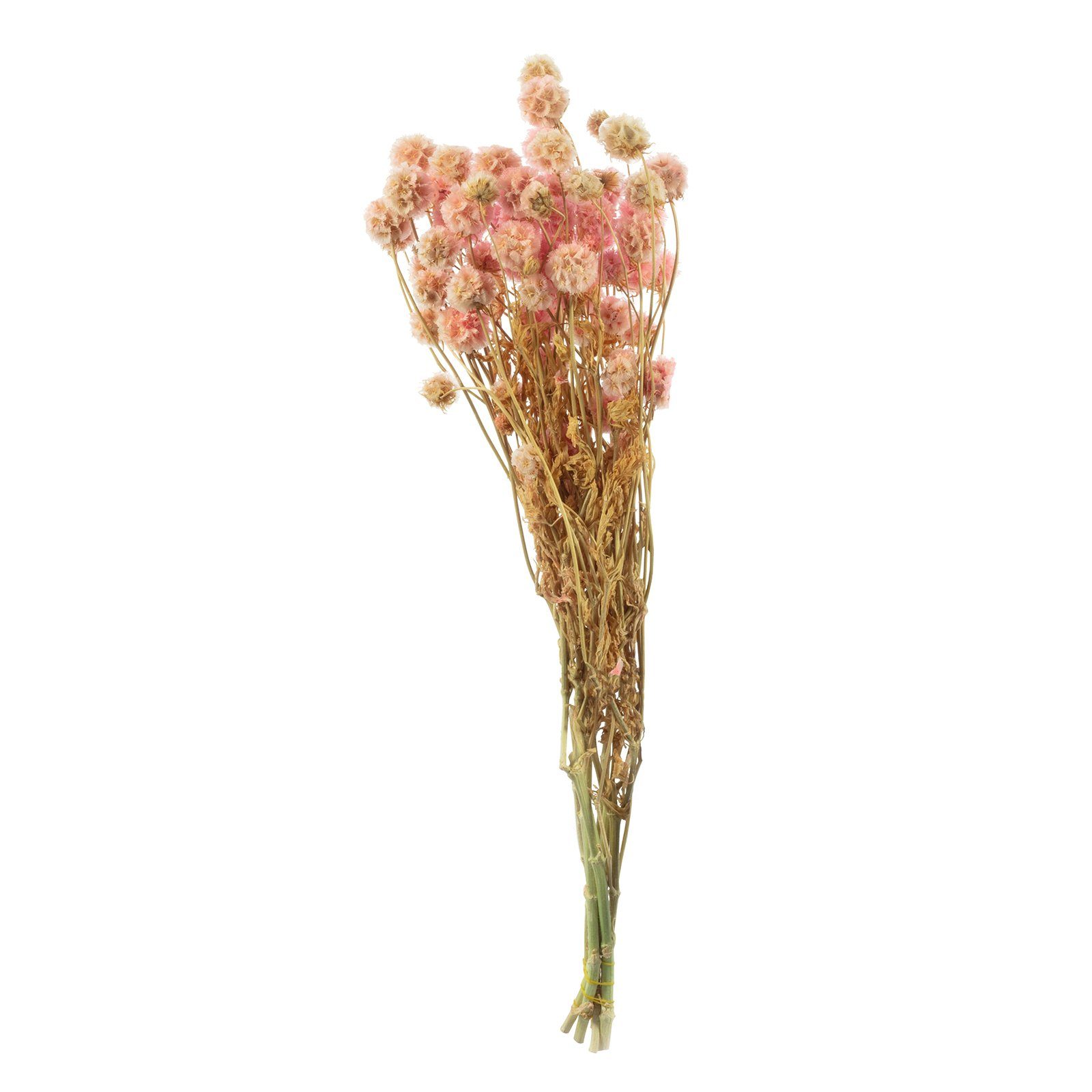 Trockenblume Skabiose Kugel mit Stiel - Länge ca. 70 cm - ca. 25 Blüten - pink, Vosteen