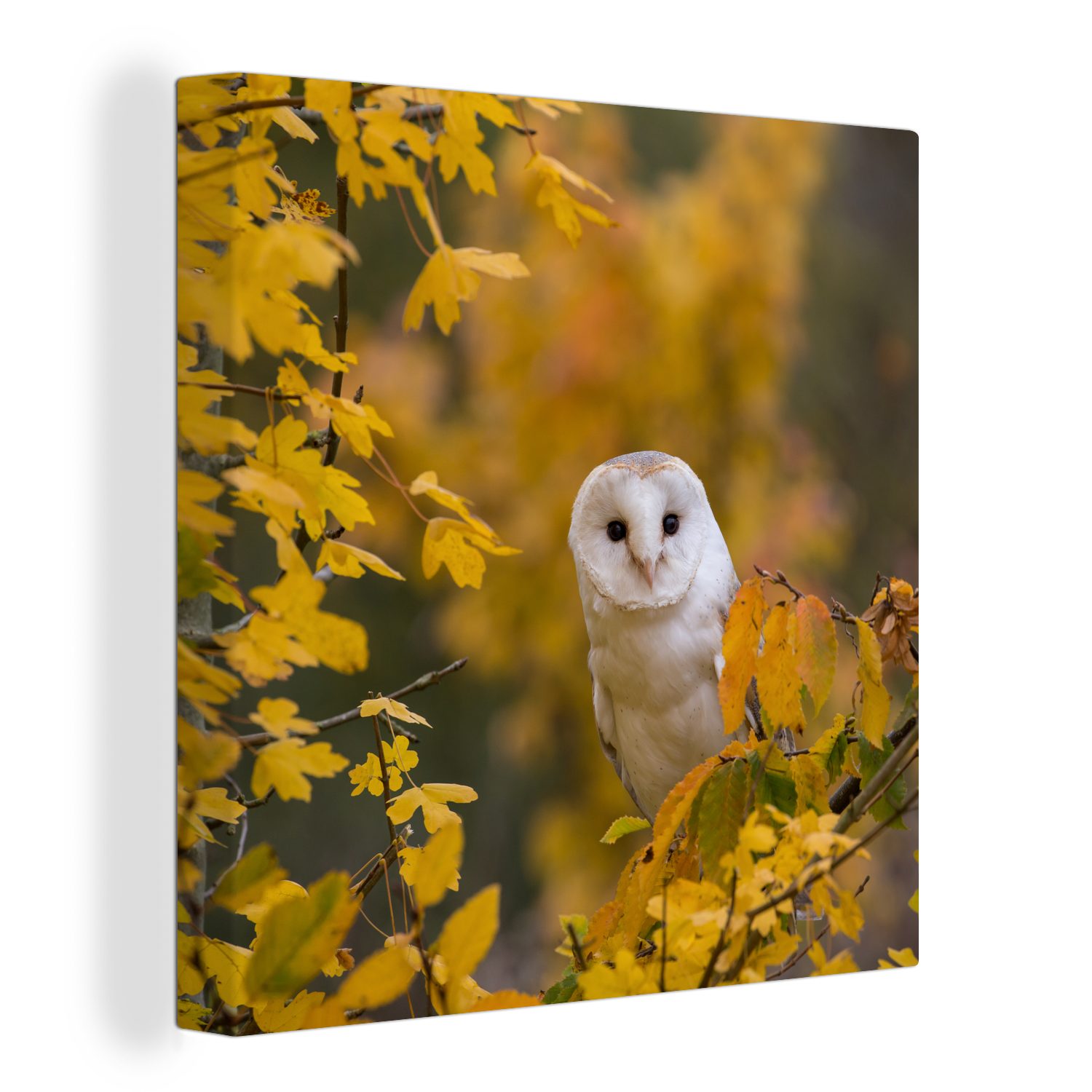 OneMillionCanvasses® Leinwandbild Vogel Schlafzimmer - Leinwand - (1 Herbst, Wohnzimmer Eule St), für Bilder