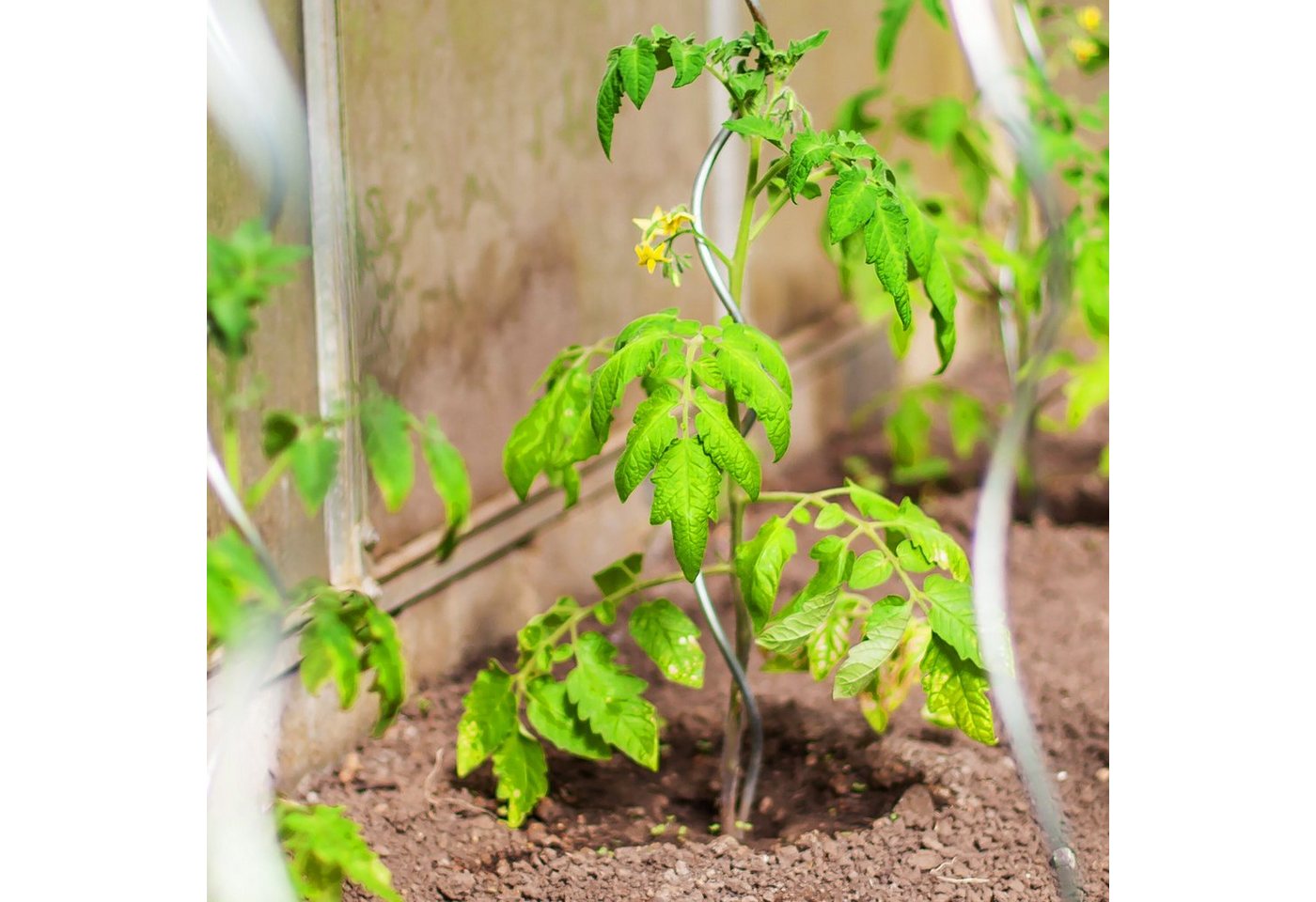 Thumbnail - relaxdays Rankhilfe 10er Set Spiralstäbe Tomaten