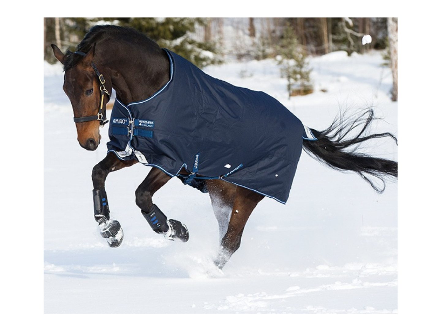 Horseware Ausreitdecke Outdoordecke Amigo Original 50g in navy