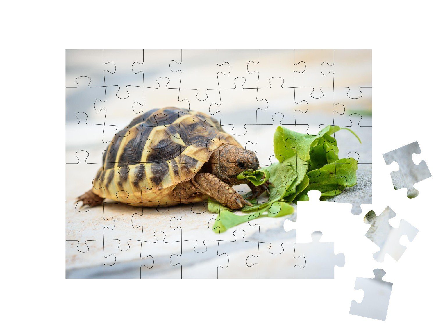 Wassertiere & Meeresschildkröten, Puzzle 48 Puzzleteile, bei Fische puzzleYOU-Kollektionen ihrer Salat-Mahlzeit, Haustierschildkröte puzzleYOU