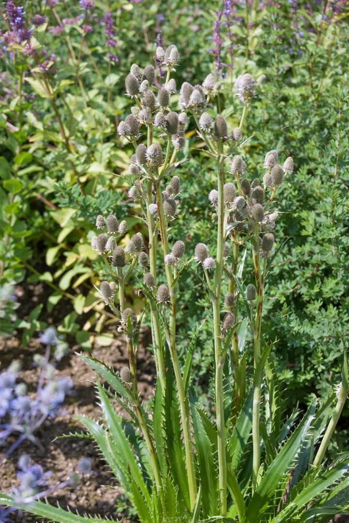 Pflanzen für Dich Staude Eryngium agavifolium, 1 St., Agavenblättrige Edeldistel