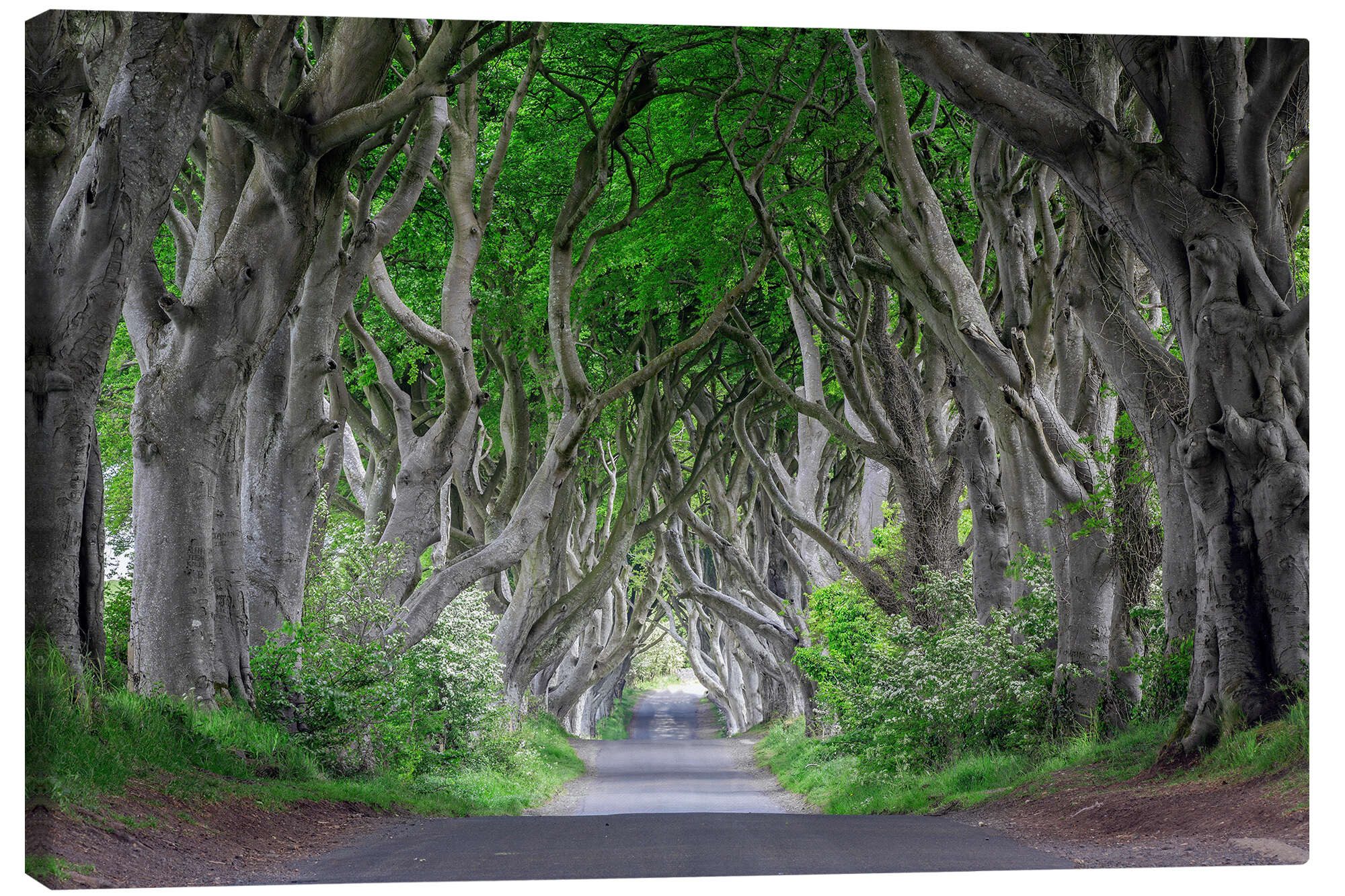 Posterlounge Wandbild Waldstraße in Irland, Dieter Meyrl, erhältlich als Poster, Leinwandbild, Wandsticker oder Acrylglasbild