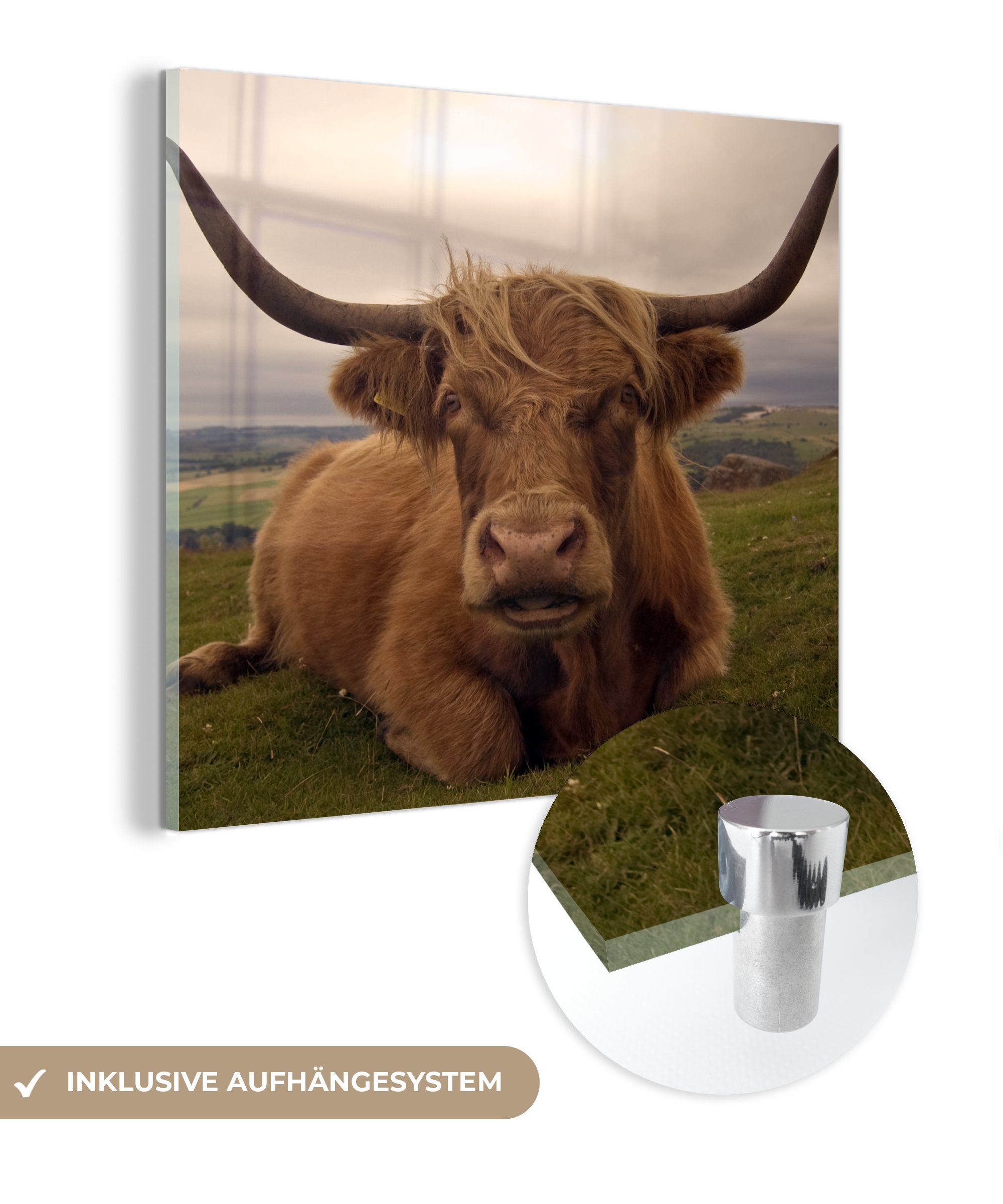 MuchoWow Acrylglasbild Schottischer Highlander - Tiere - Berg, (1 St), Dekorative Bild für Küche & Wohnzimmer auf Glas